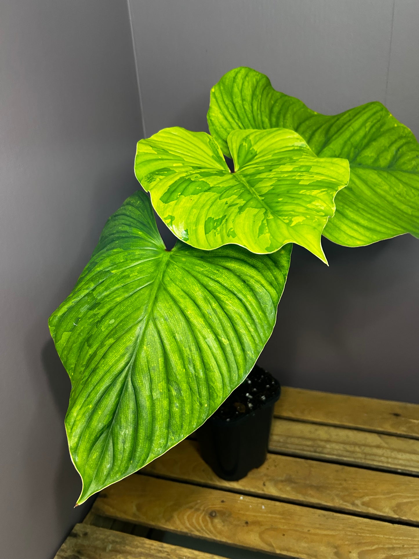 Philodendron Plowmanii variegata