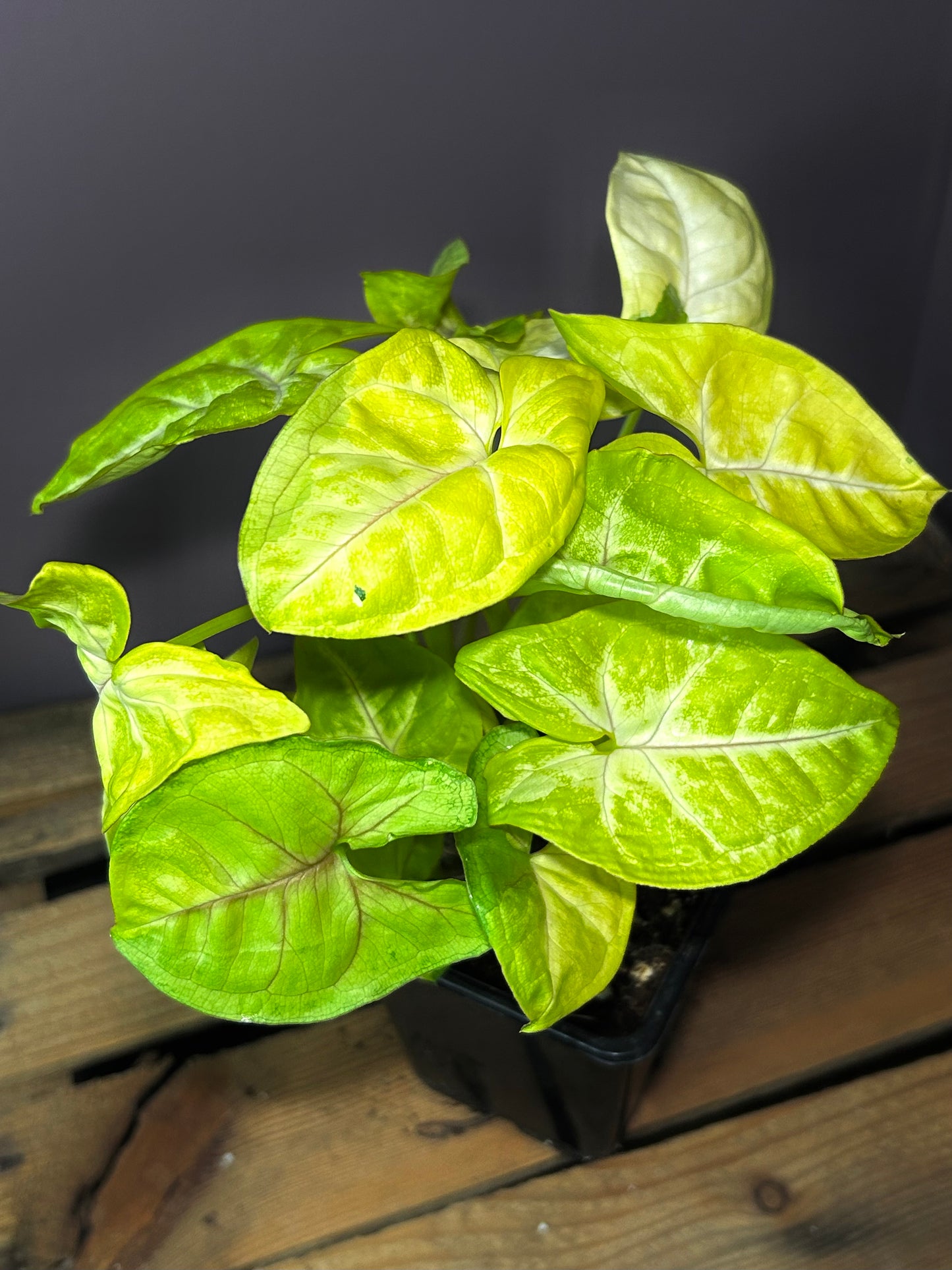 Syngonium Lime Soda 4
