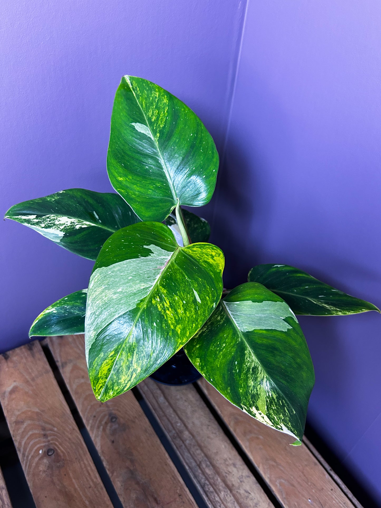 Philodendron White Princess Miracle/Tricolor variegata