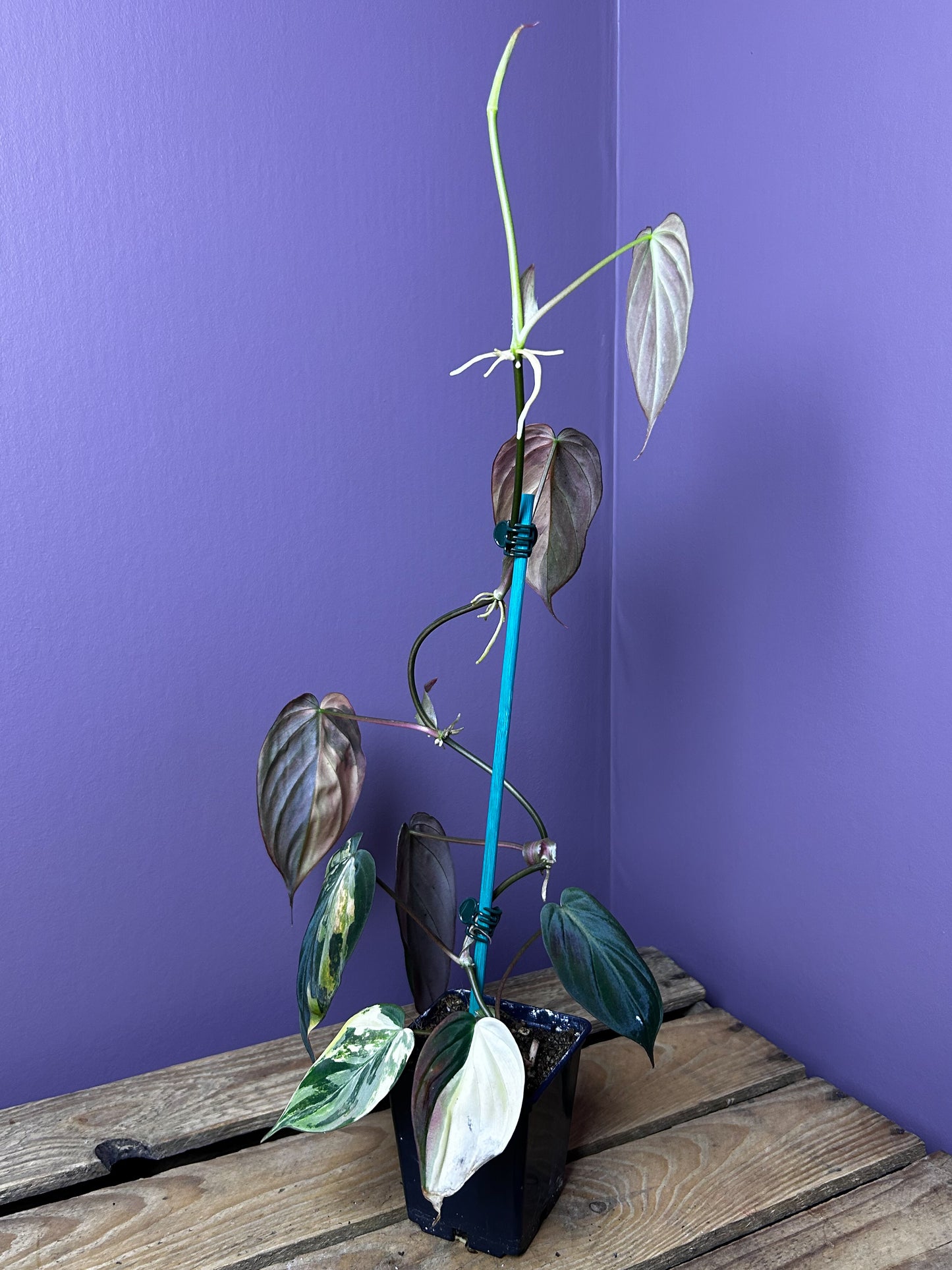 Philodendron Micans variegata 3