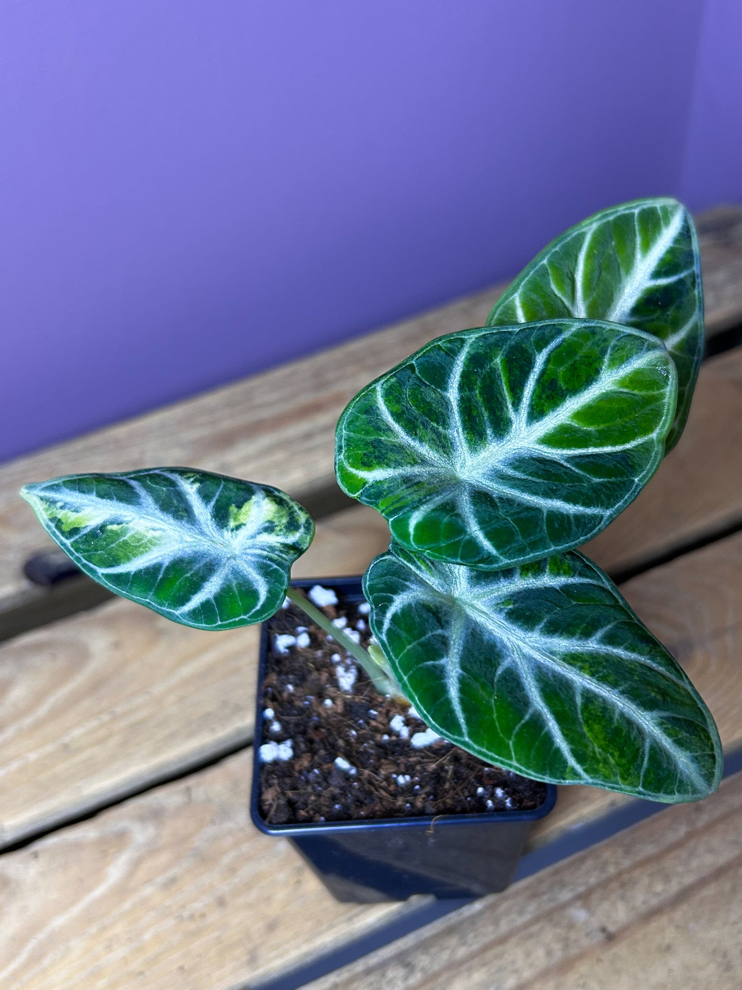 Alocasia Ninja variegata (green/yellow) 2