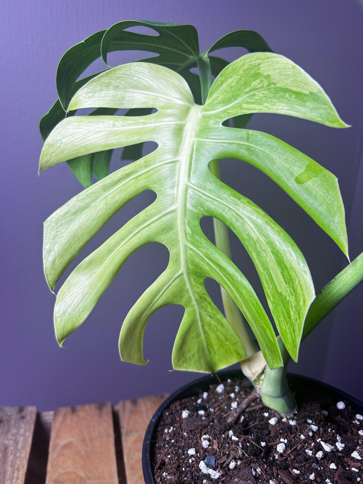 Monstera Jungle Mint