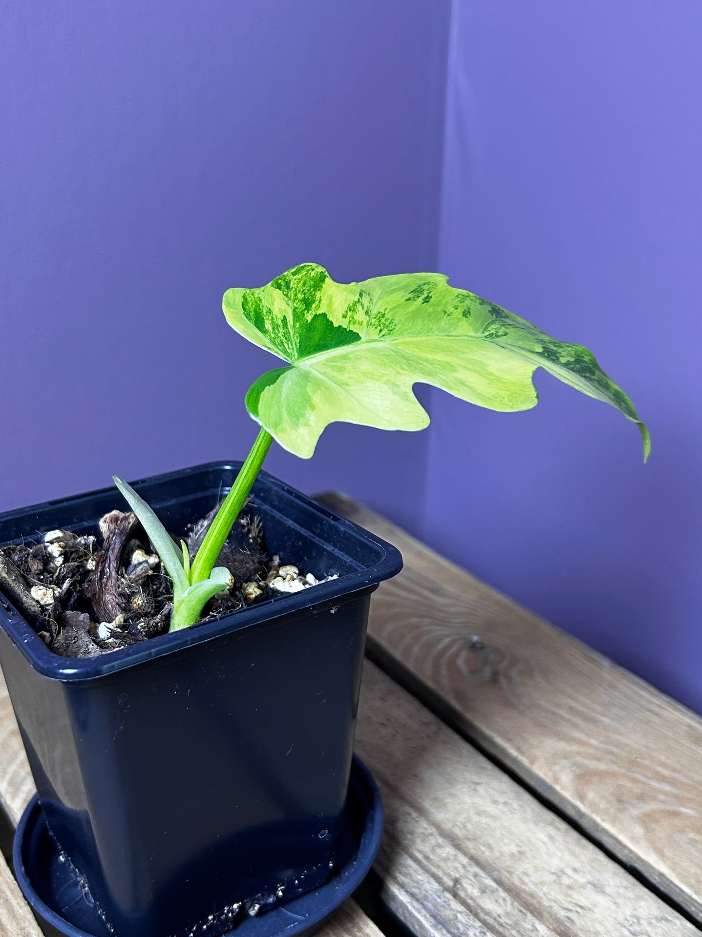 Philodendron Radiatum variegata 2