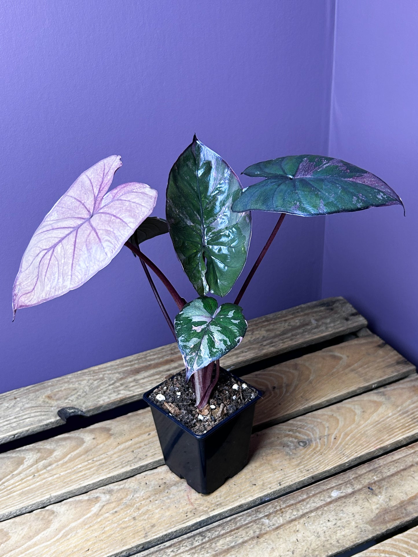 Alocasia Serendipity variegata