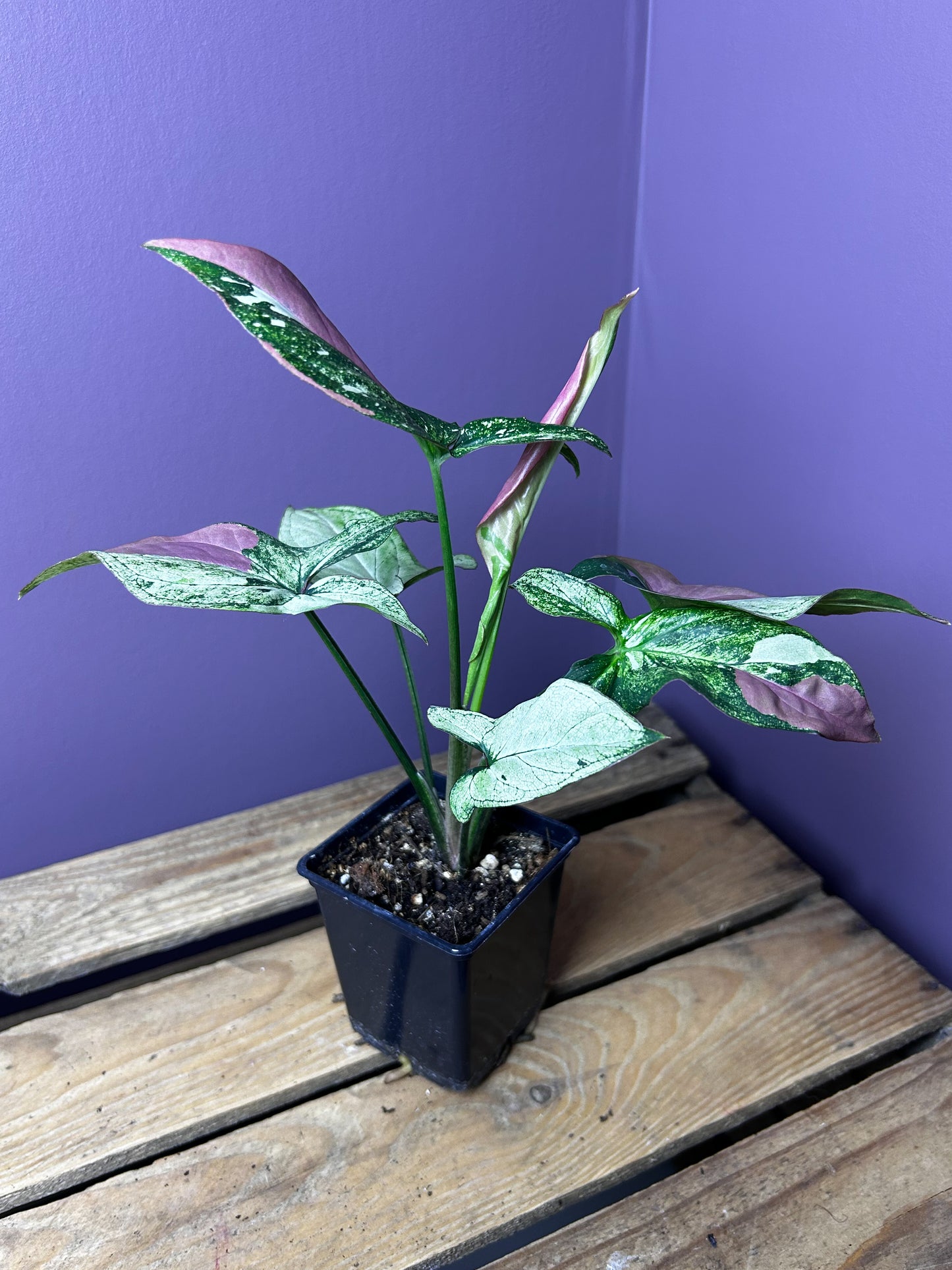 Syngonium Red Spot Tricolor mutation 3