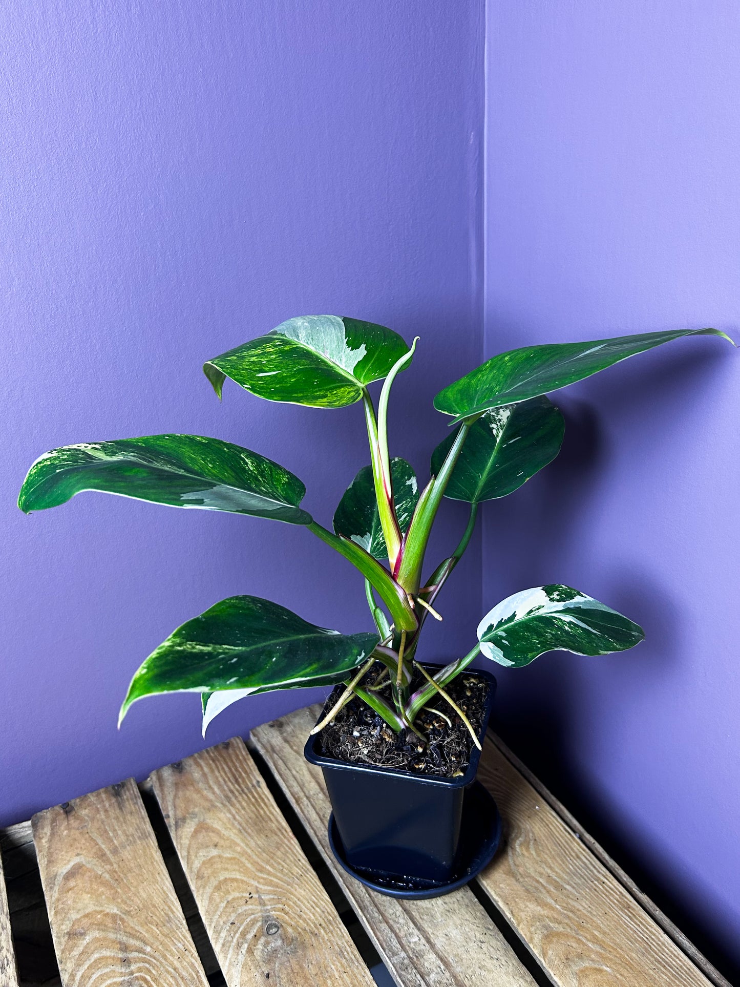 Philodendron White Princess Miracle/Tricolor variegata