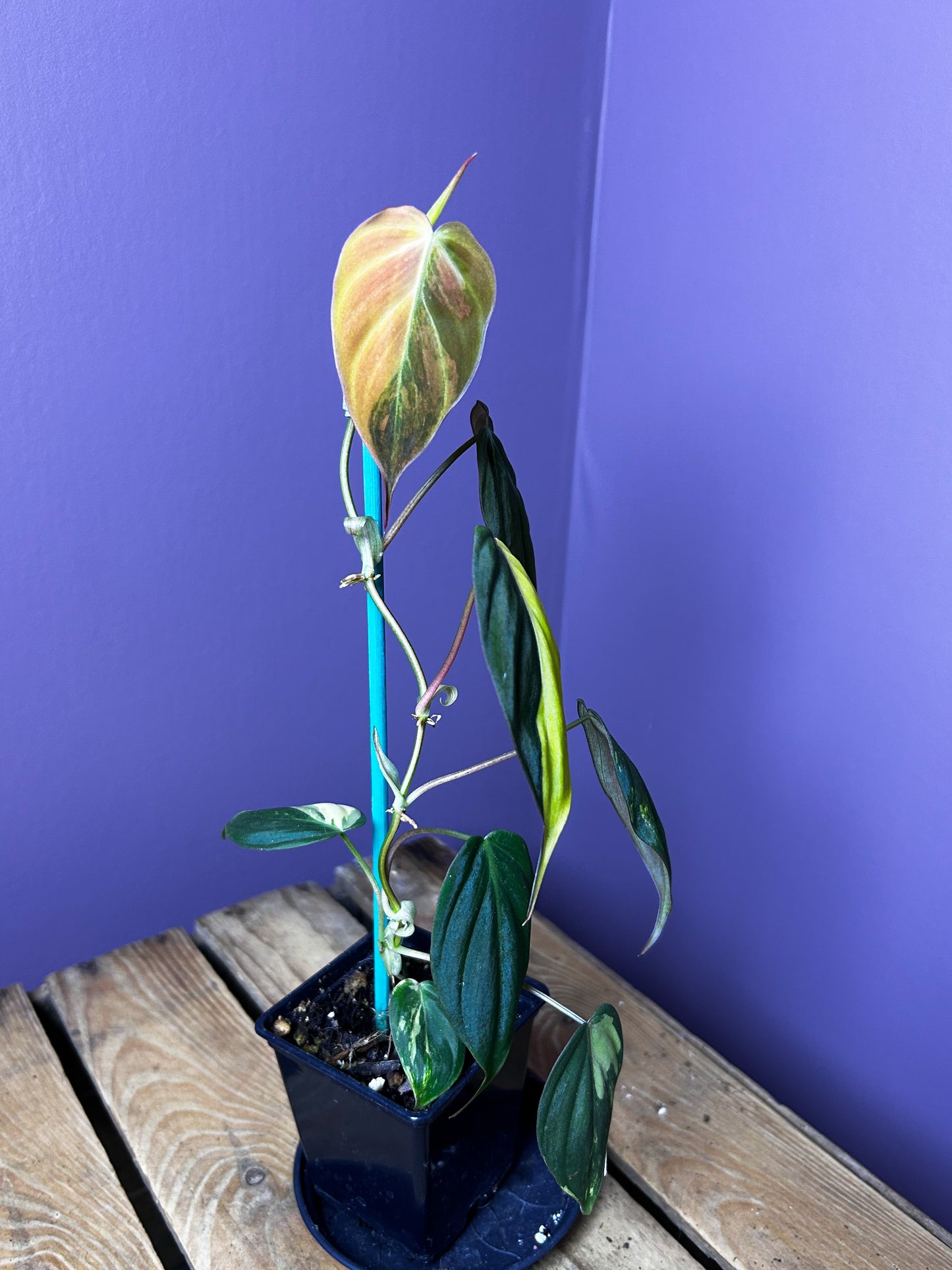 Philodendron Micans variegata