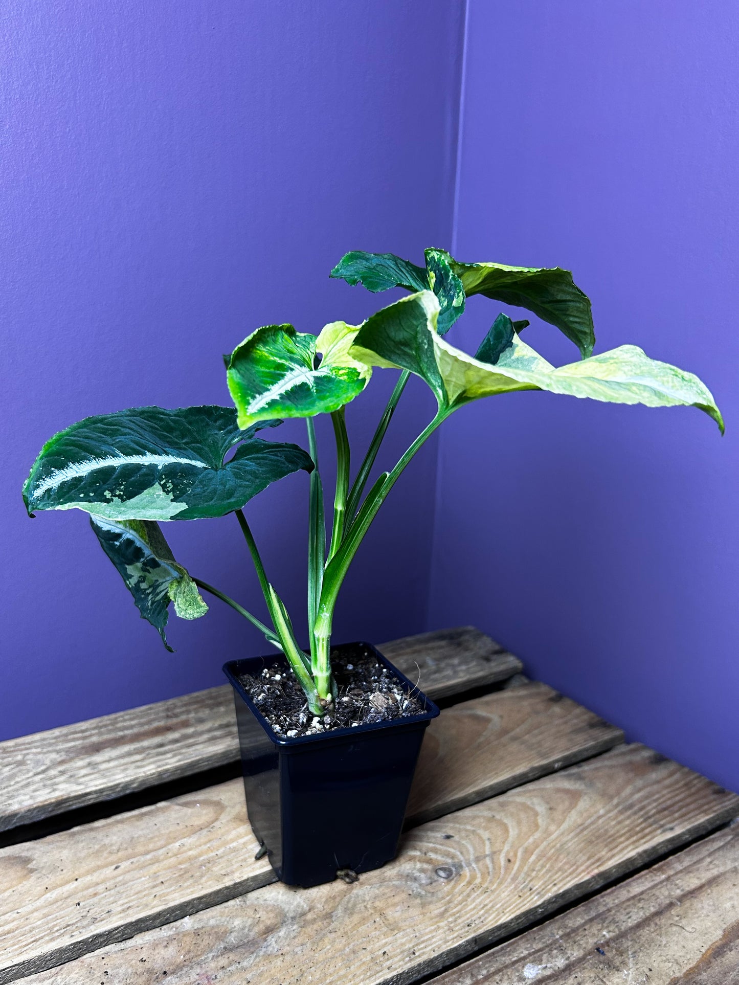 Syngonium Scrambled Eggs 1