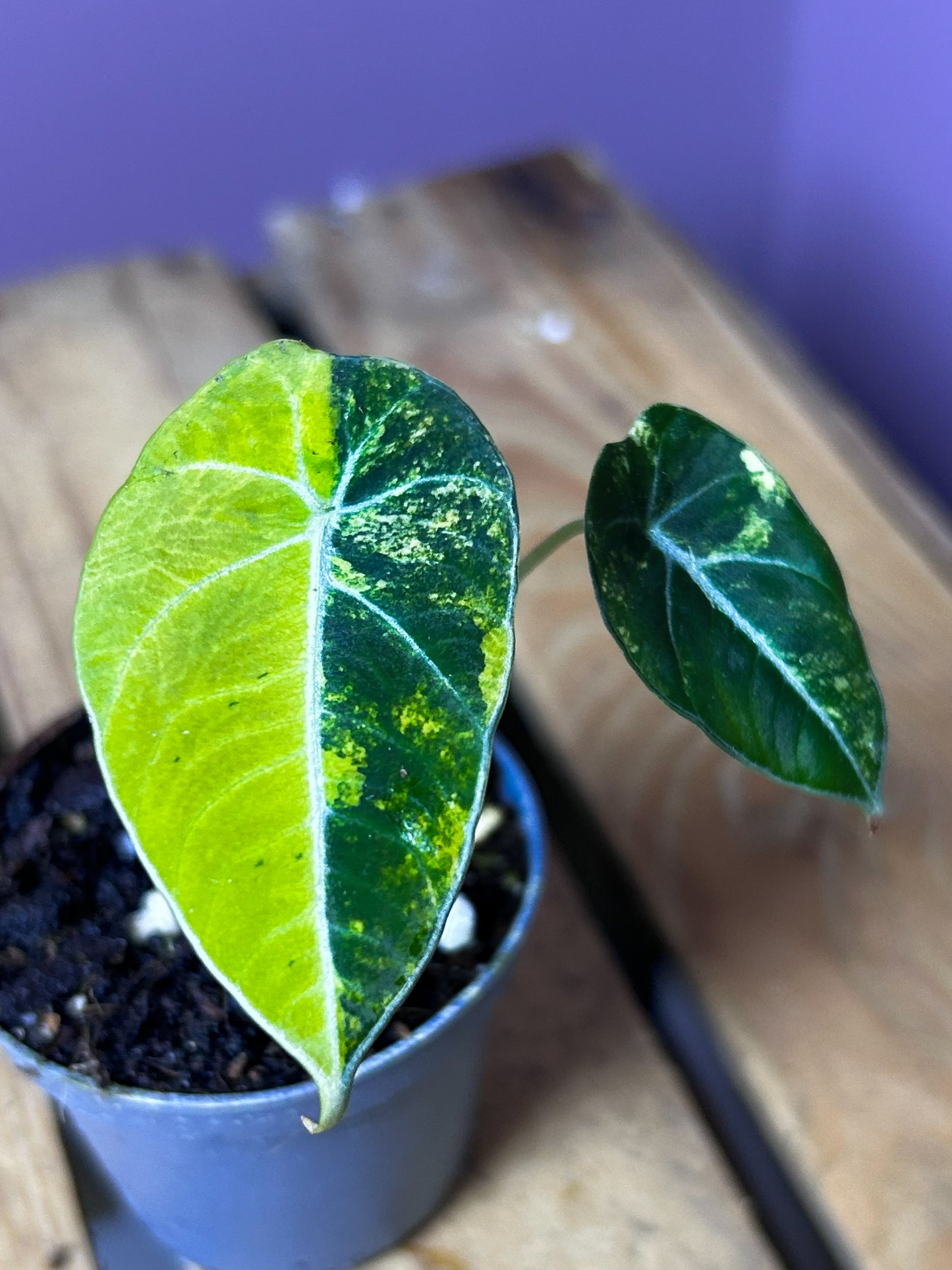 Alocasia Black Velvet Gold variegata