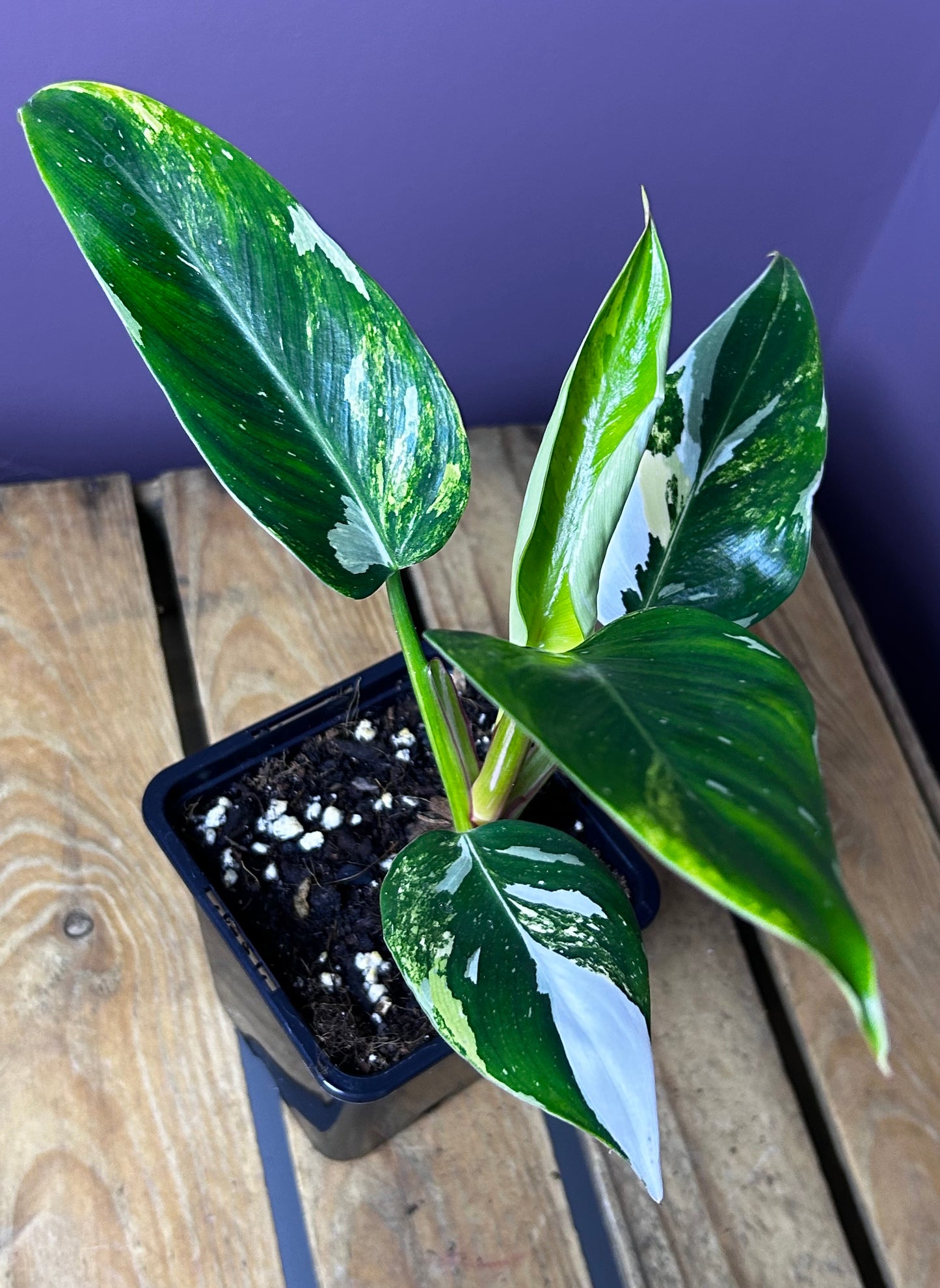 Philodendron White Princess Miracle/Tricolor variegata