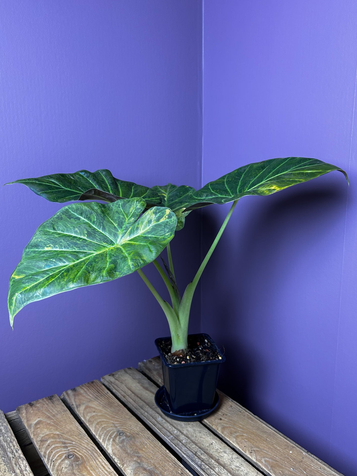 Alocasia Regal Shields aurea variegata - XL