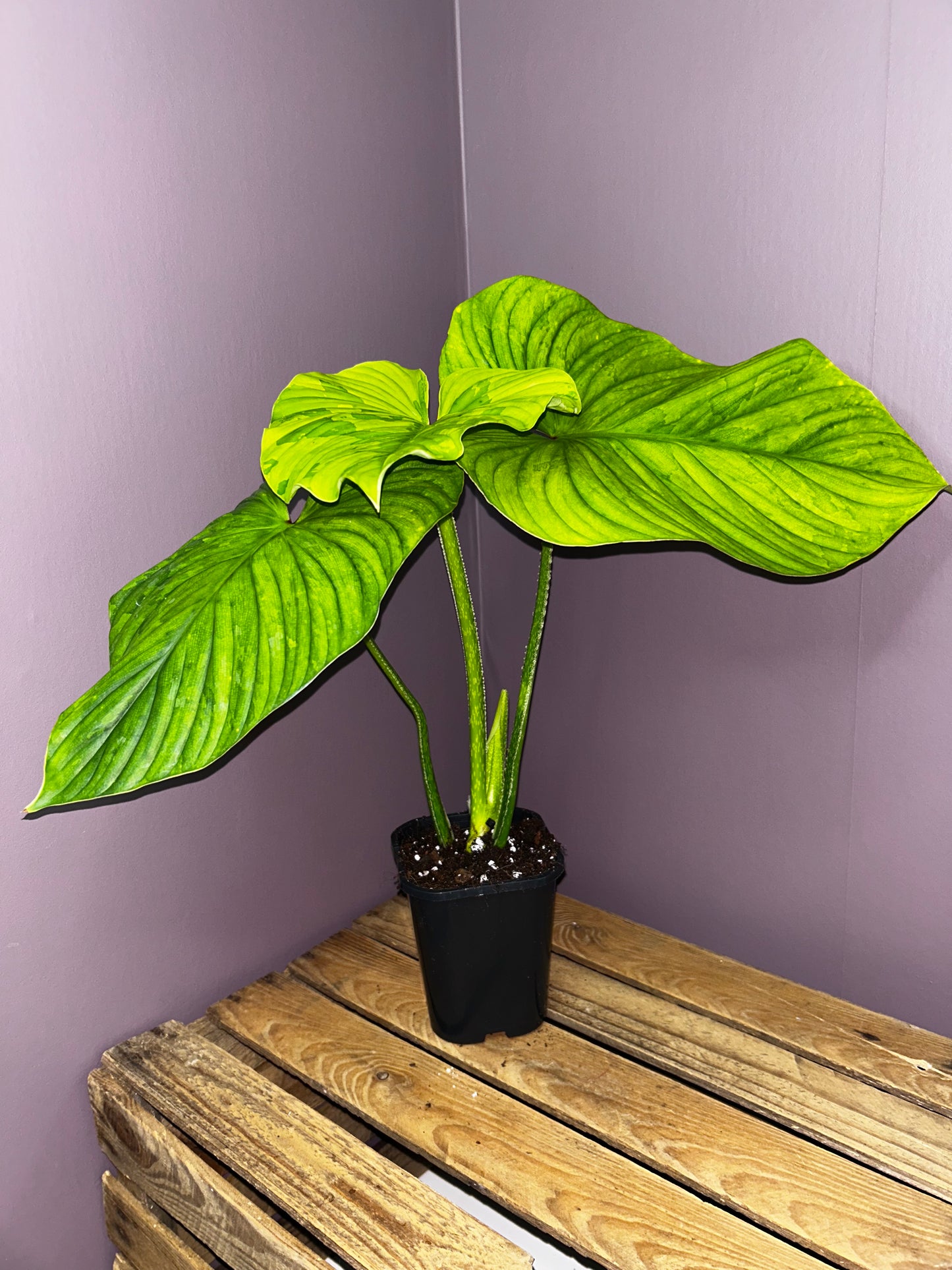 Philodendron Plowmanii variegata