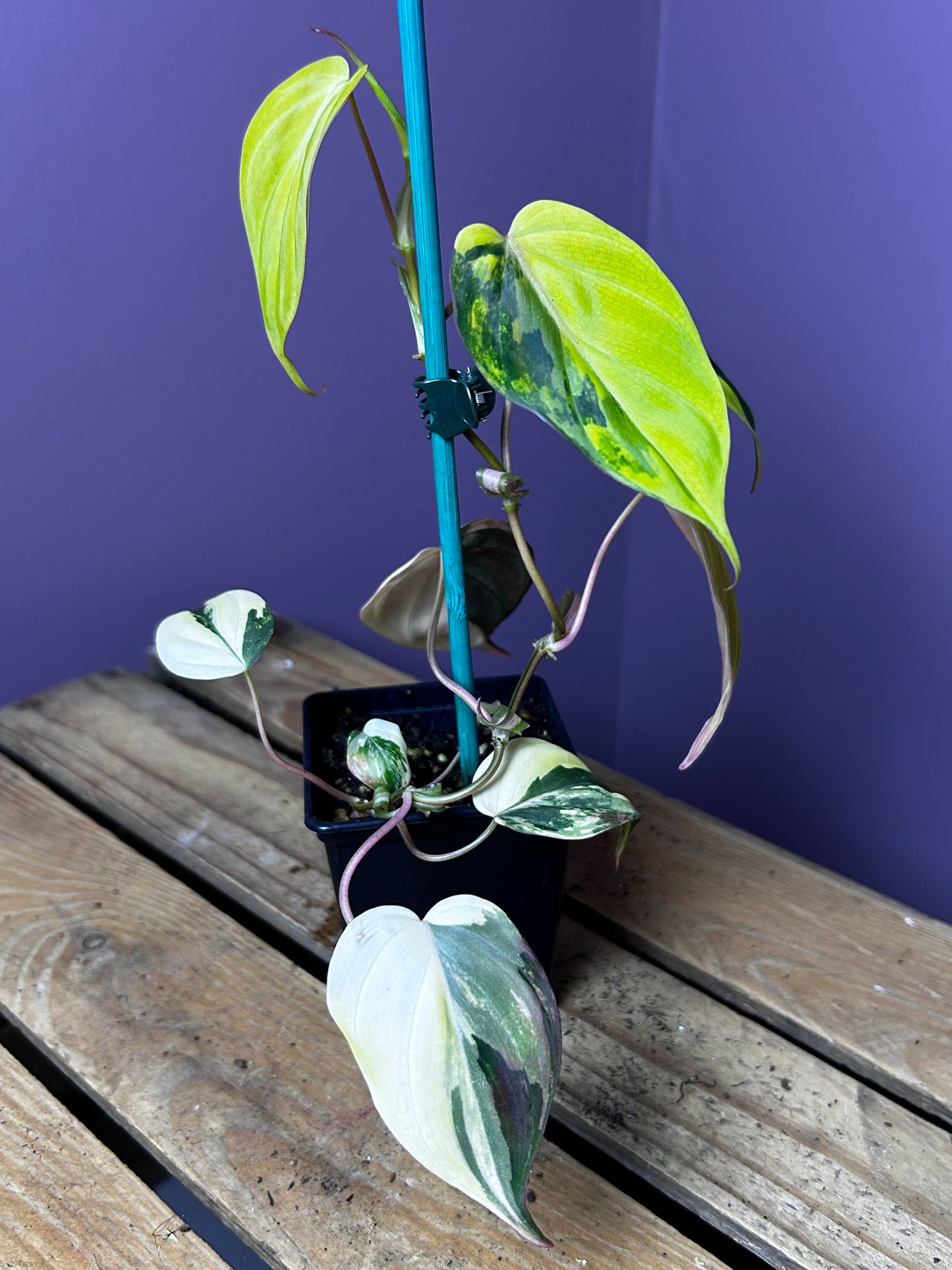 Philodendron Micans variegata