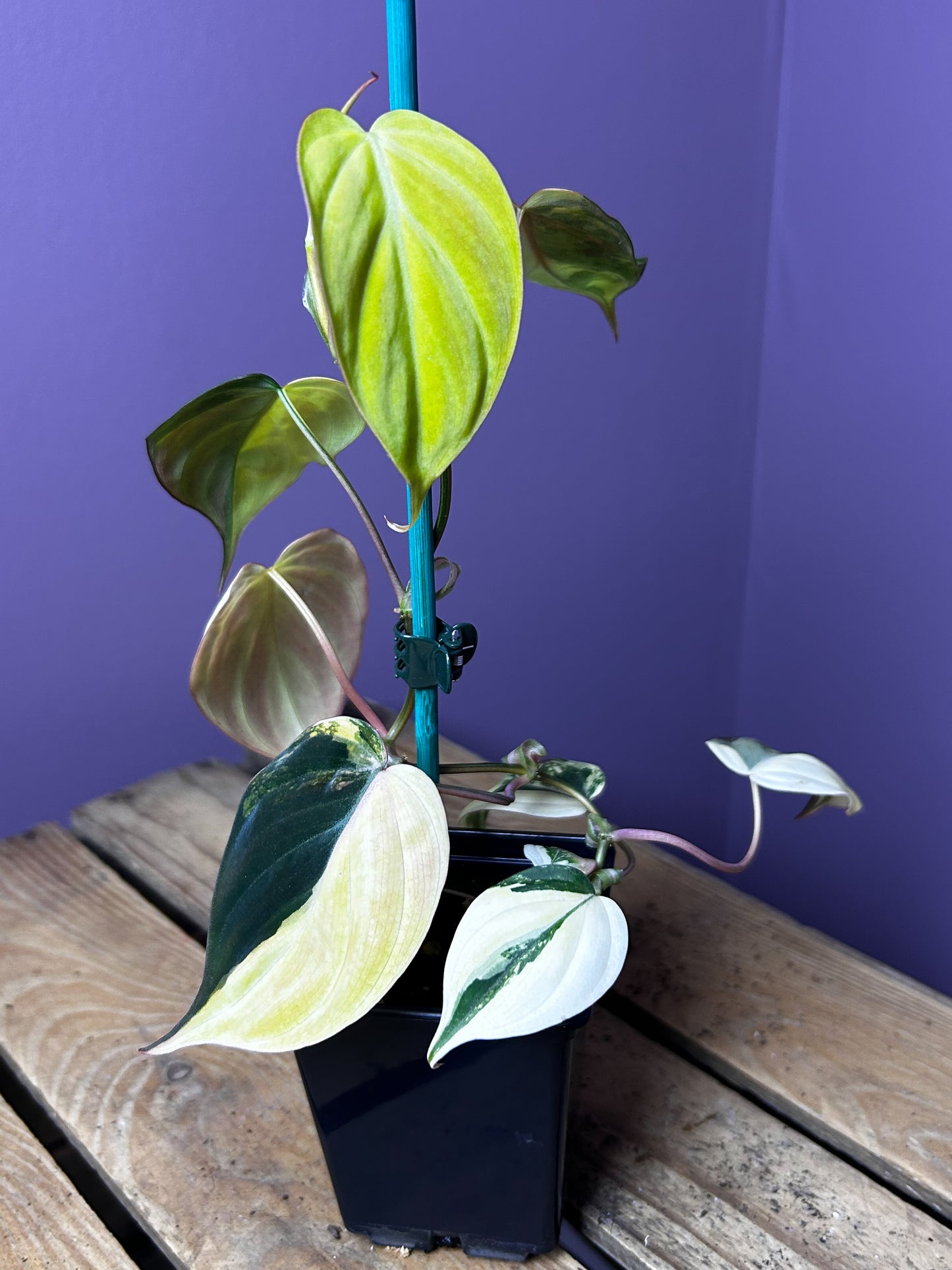 Philodendron Micans variegata