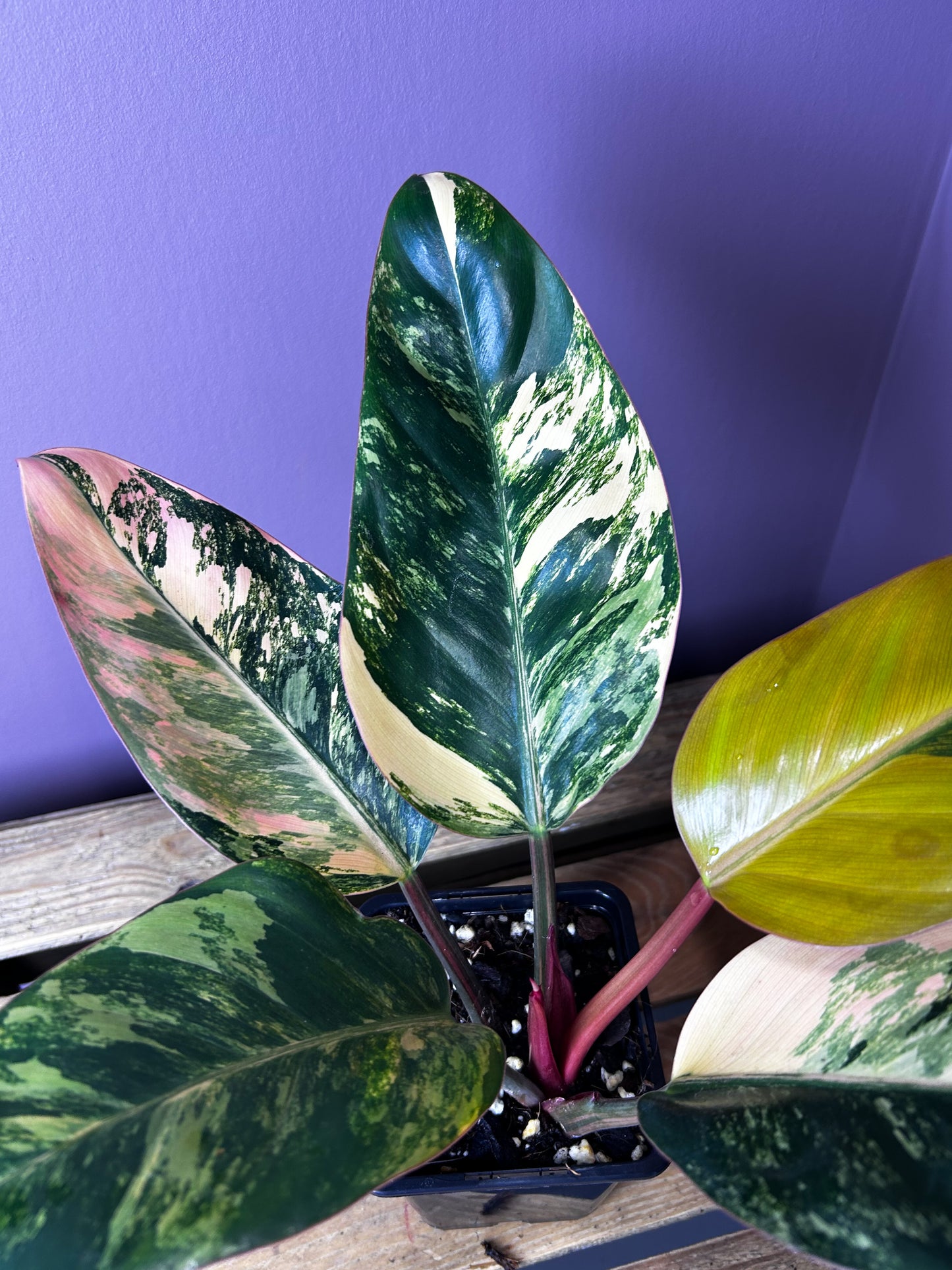 Philodendron Red Congo variegata