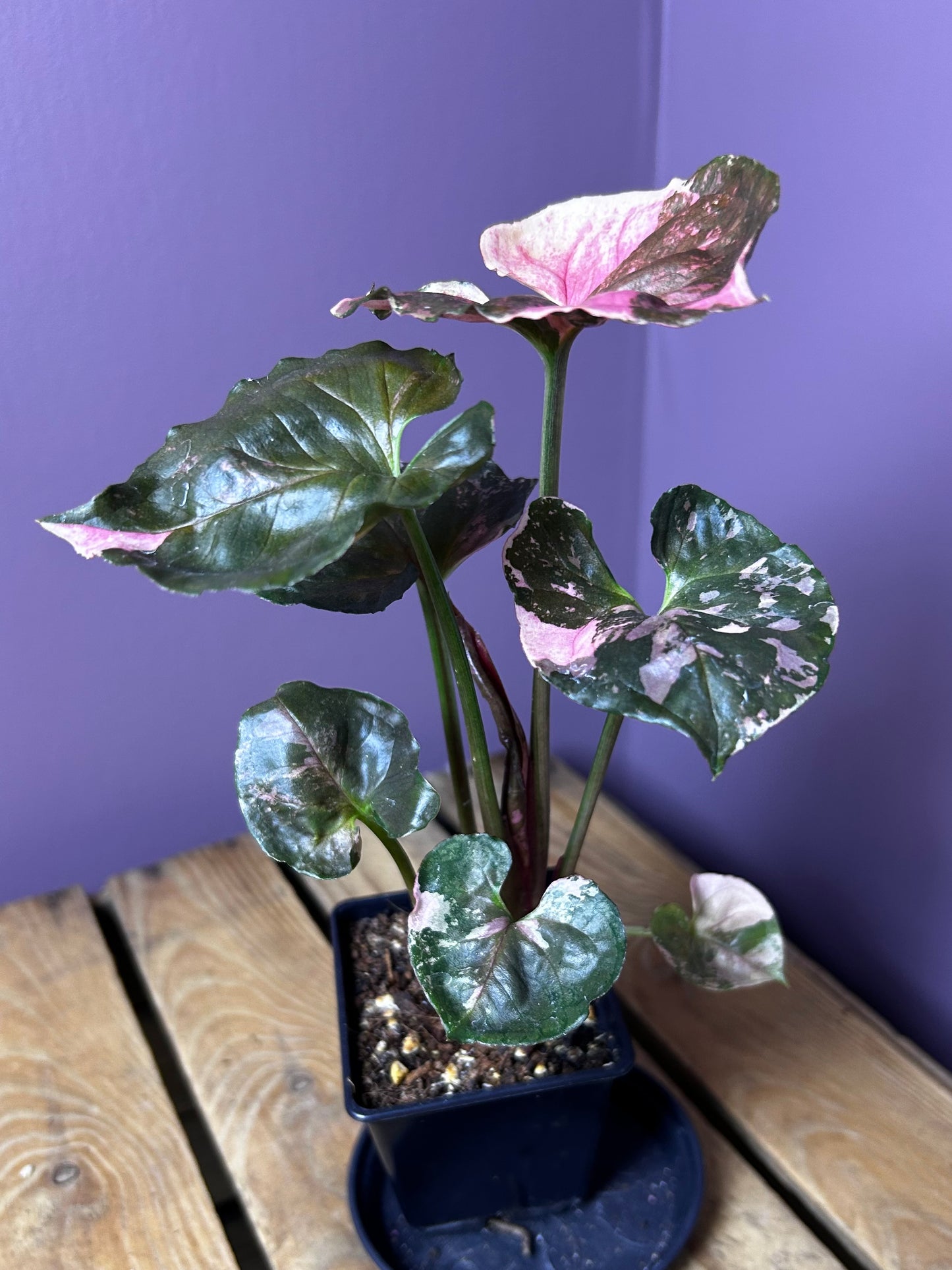 Syngonium Strawberry Ice Galaxy 3