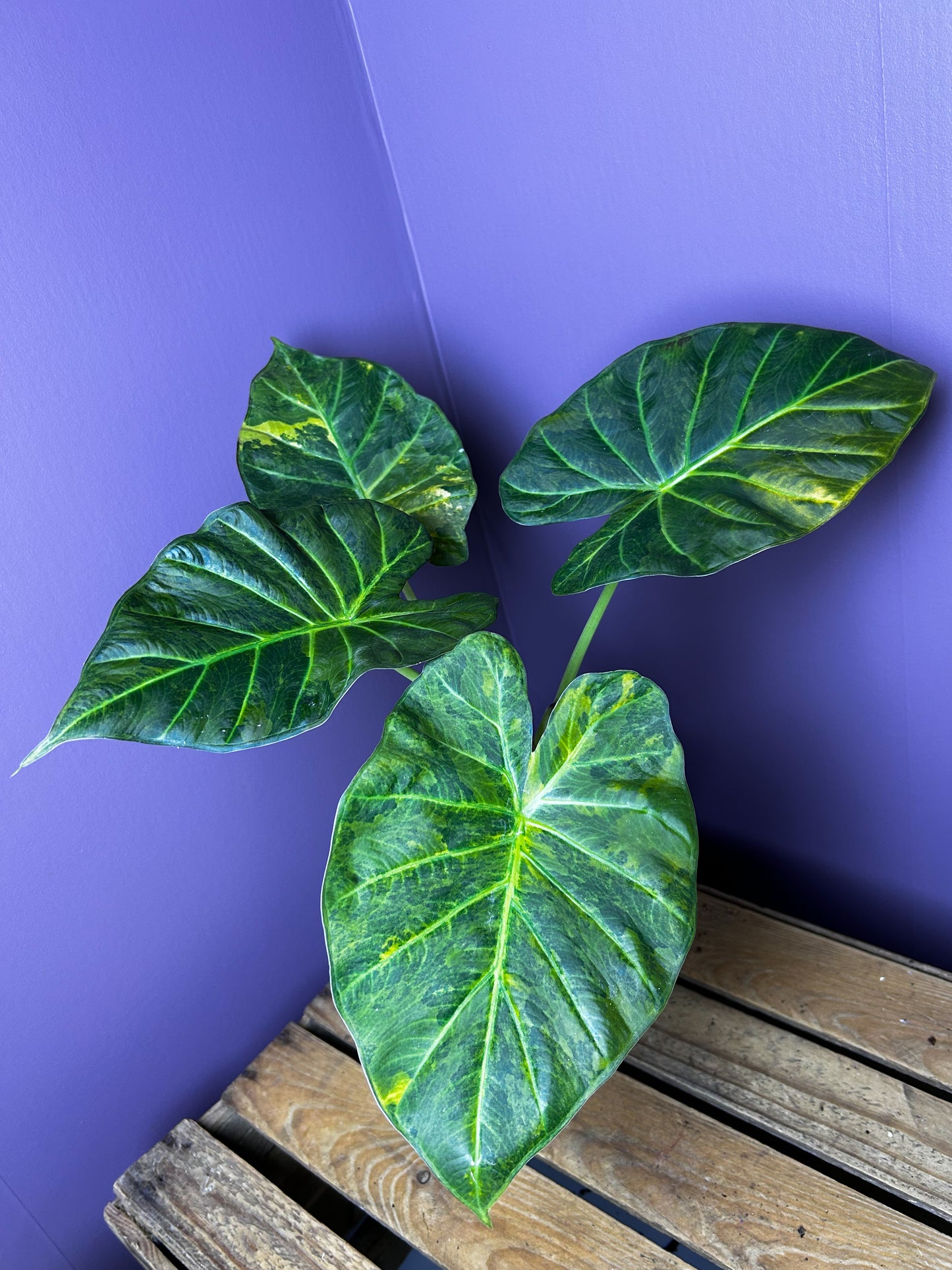 Alocasia Regal Shields aurea variegata - XL