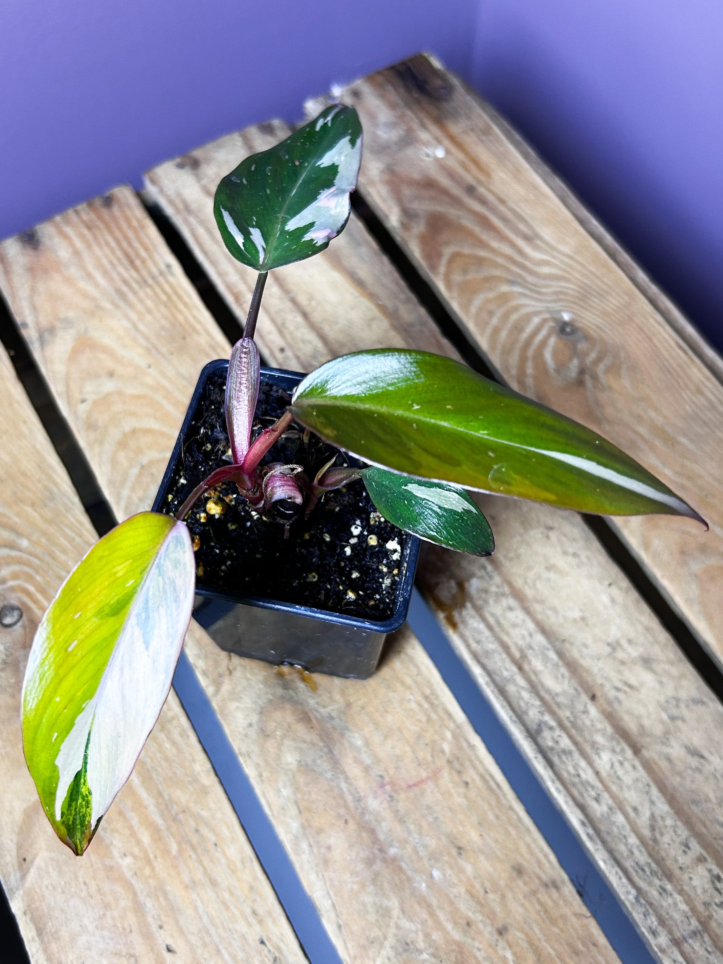 Philodendron Princess of Fire variegata 3
