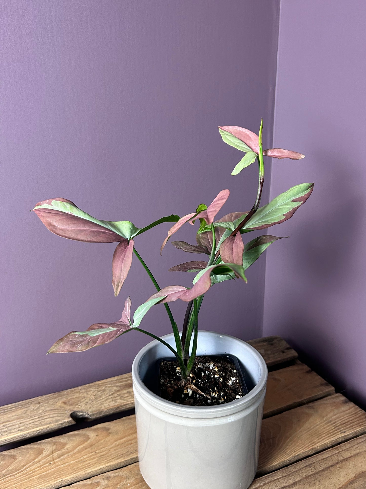 Syngonium Strawberry Milk - L