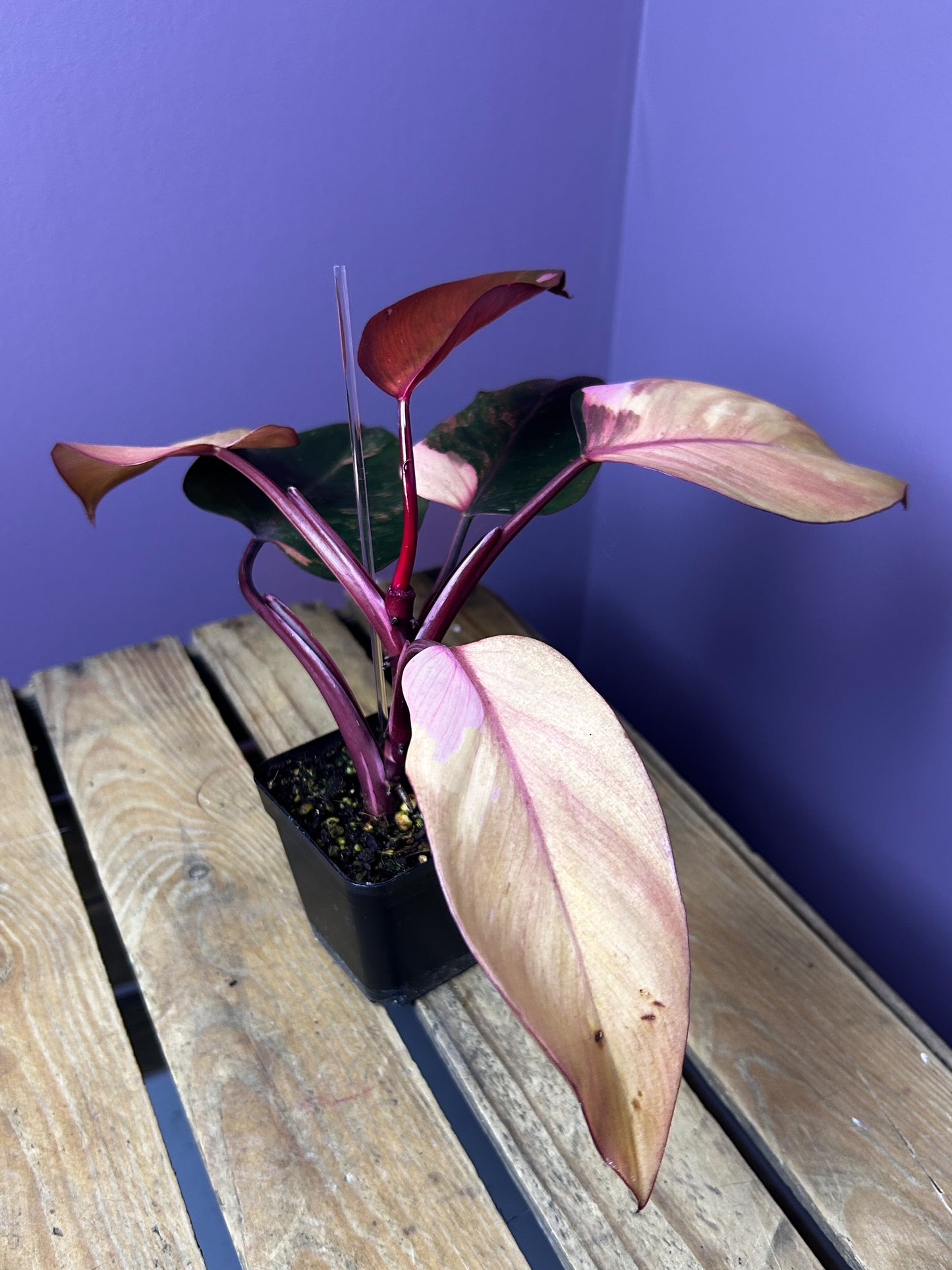 Philodendron Princess of Fire variegata 4