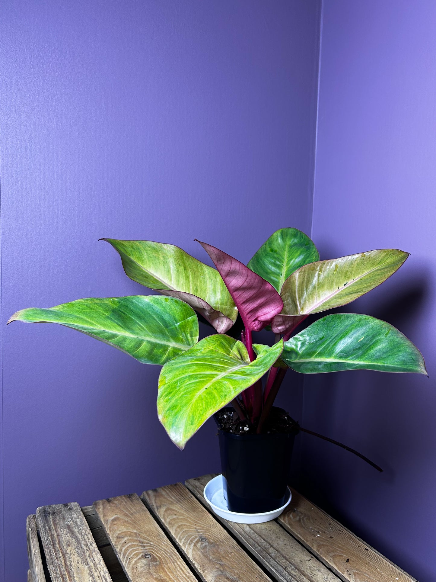 Philodendron Red Congo mint variegata 3 - XL