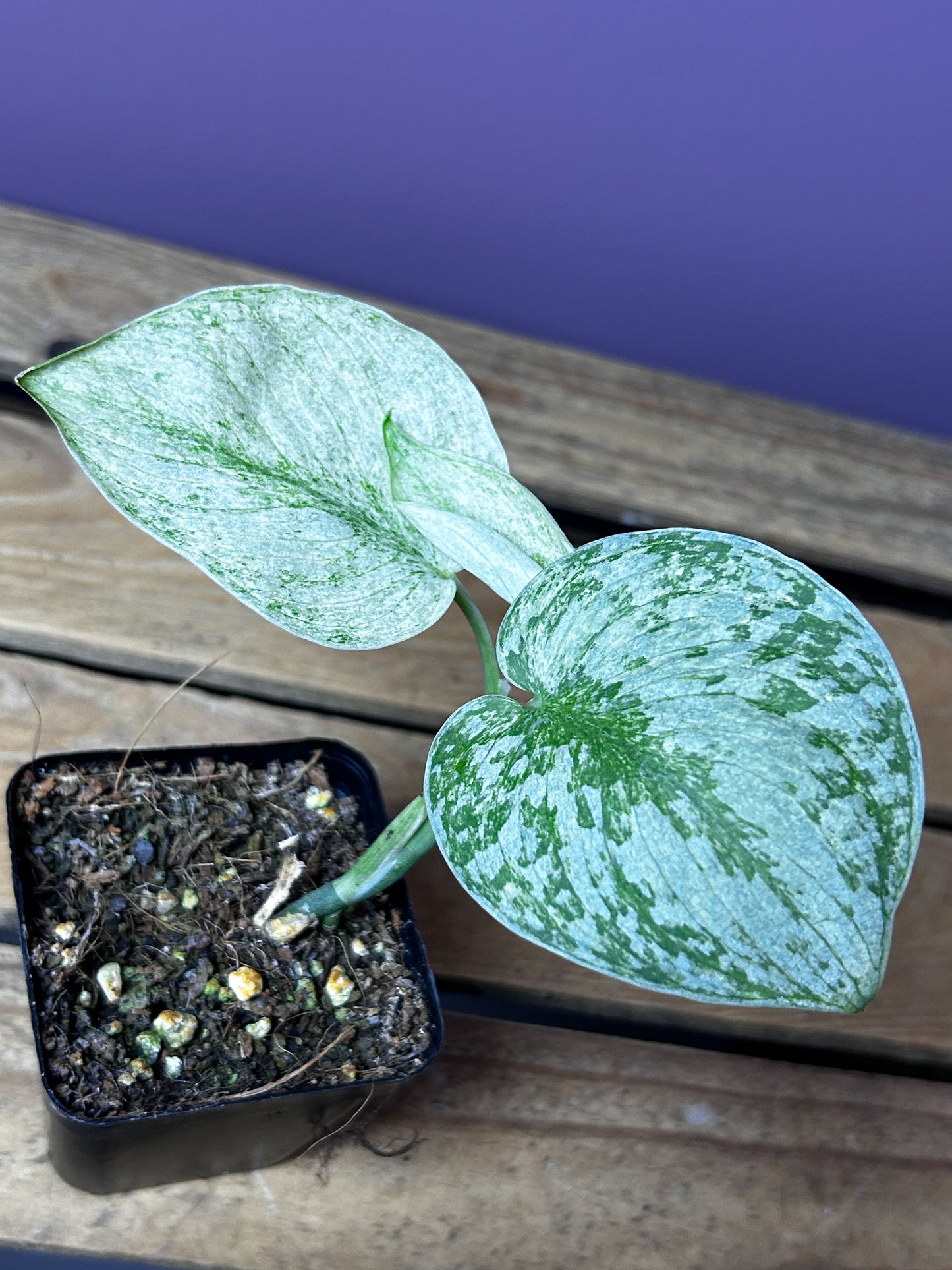 Scindapsus Hologram 1