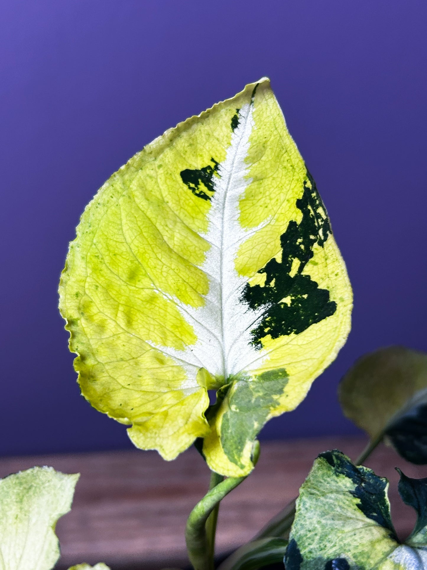 Syngonium Scrambled Eggs 2