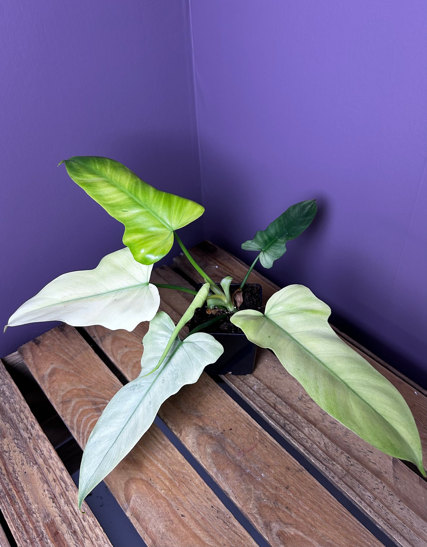 Philodendron Golden Dragon mint variegata