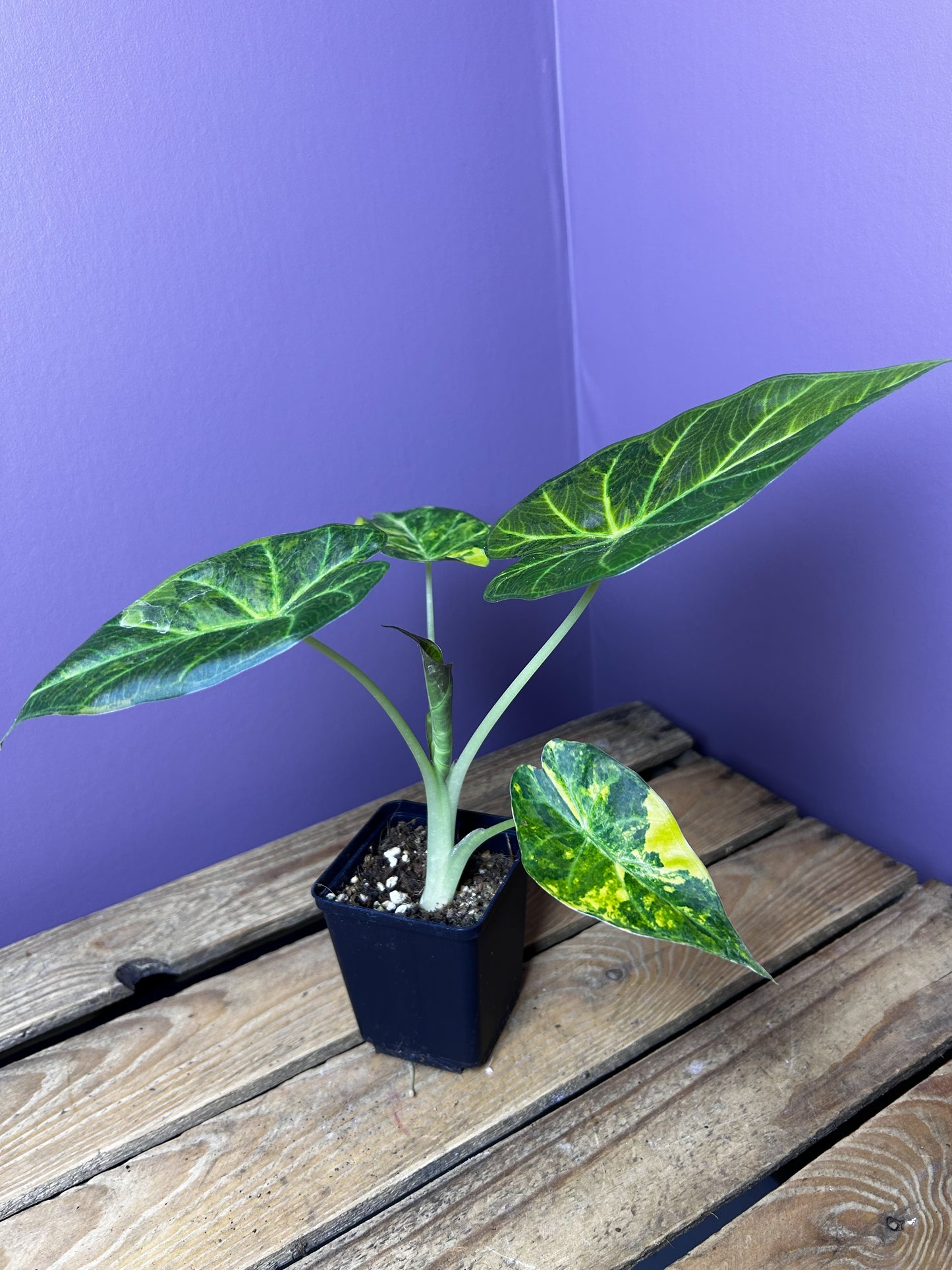 Alocasia Regal Shields aurea variegata