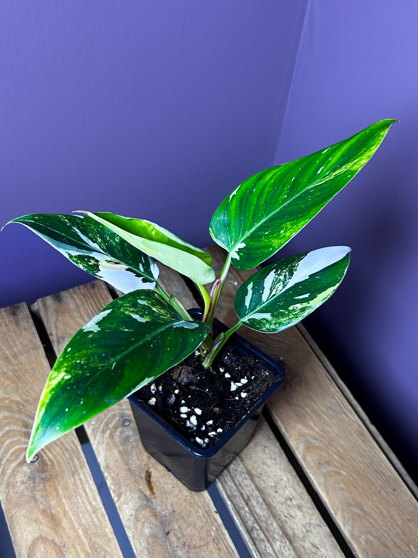 Philodendron White Princess Miracle/Tricolor variegata