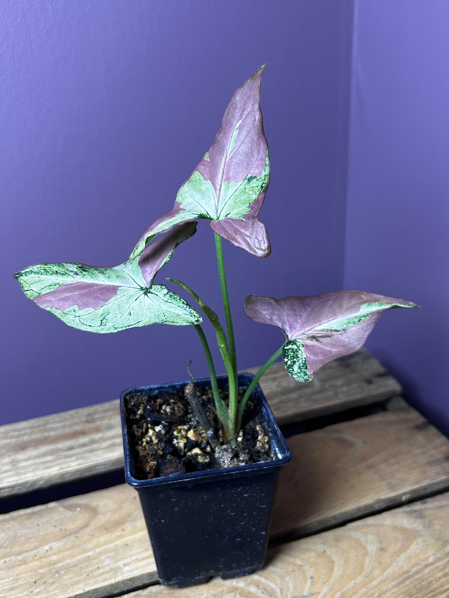 Syngonium Red Spot Tricolor mutation 2