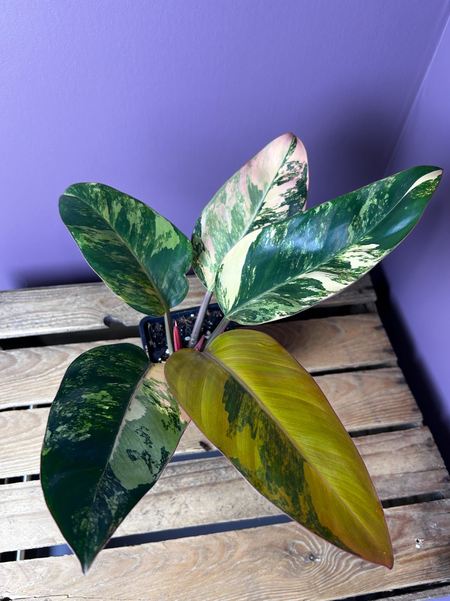 Philodendron Red Congo variegata
