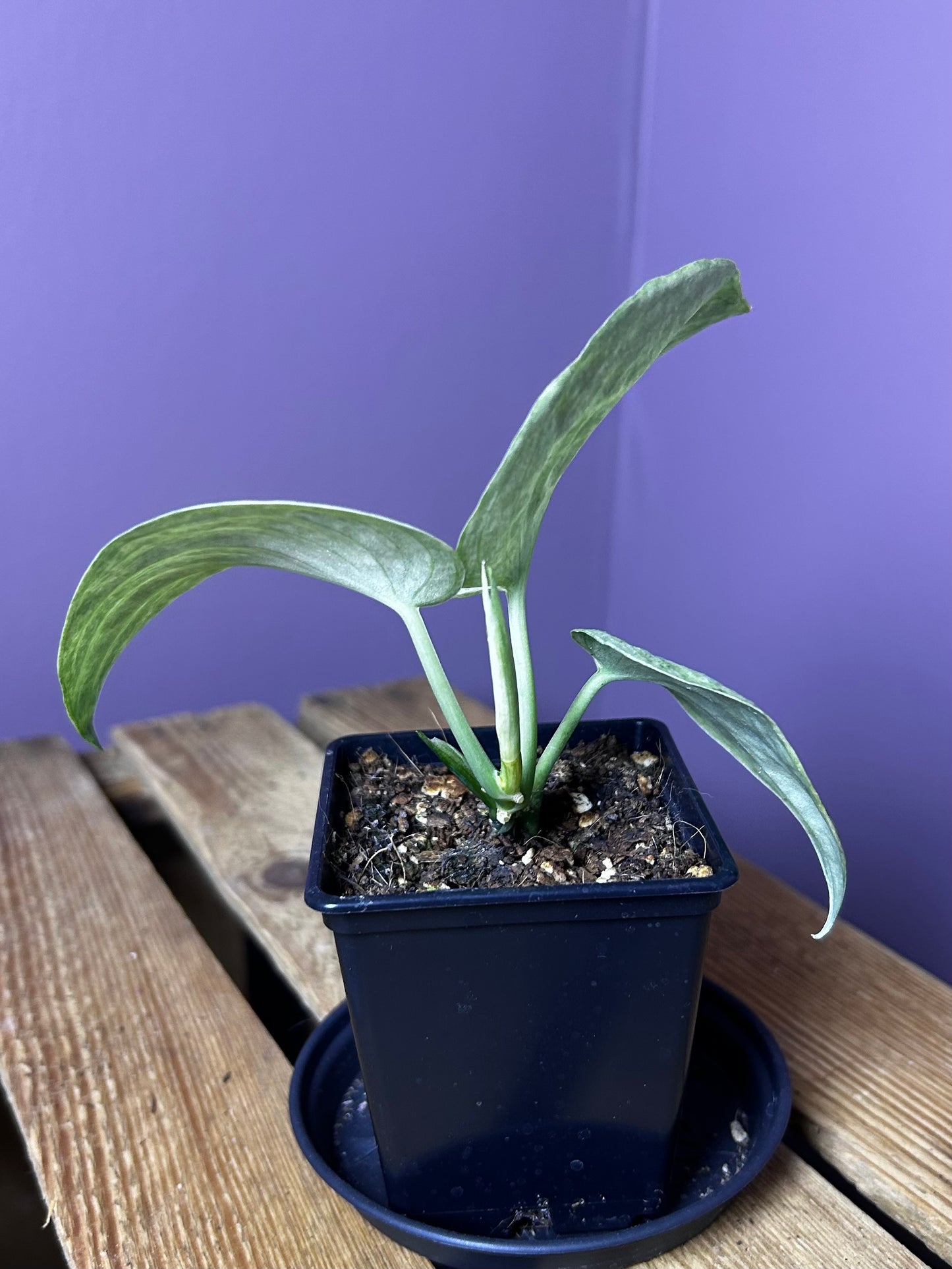 Scindapsus Hologram 1