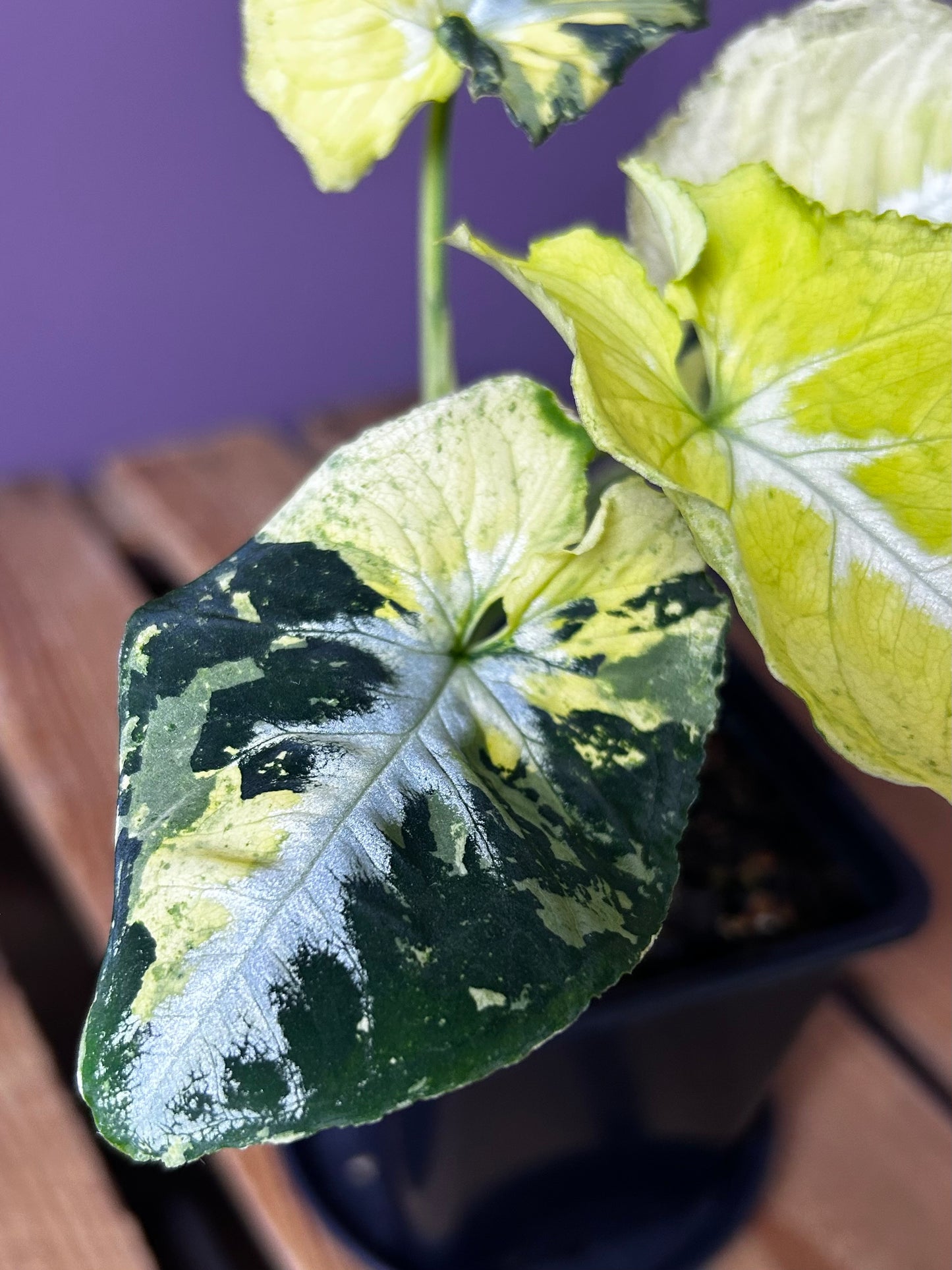 Syngonium Scrambled Eggs 2