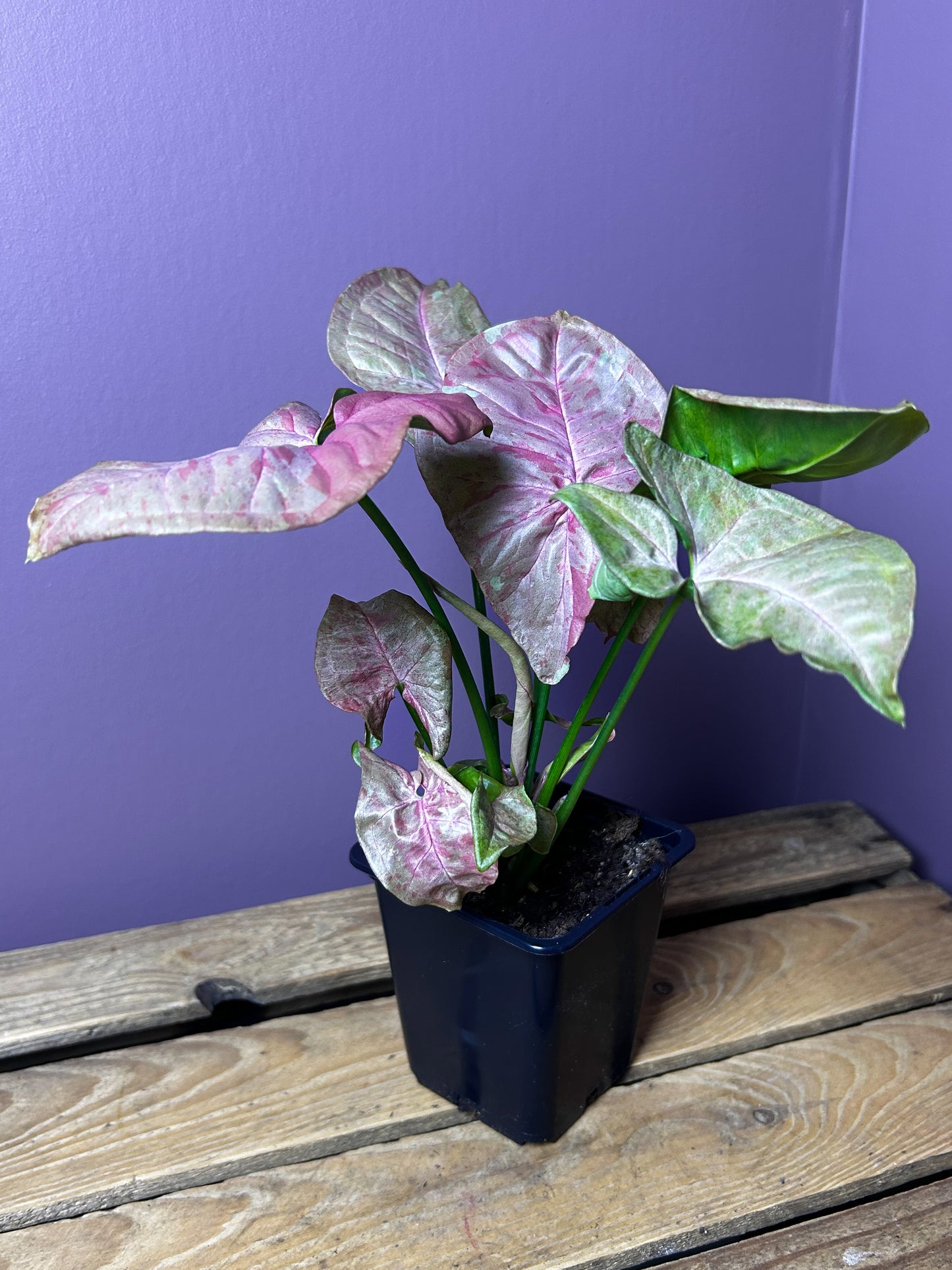 Syngonium Pink Cloud