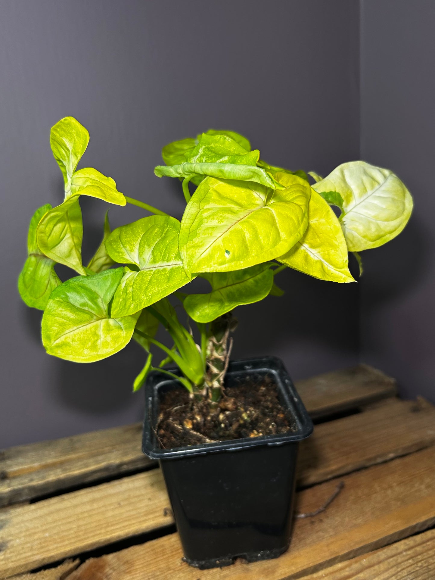 Syngonium Lime Soda 4