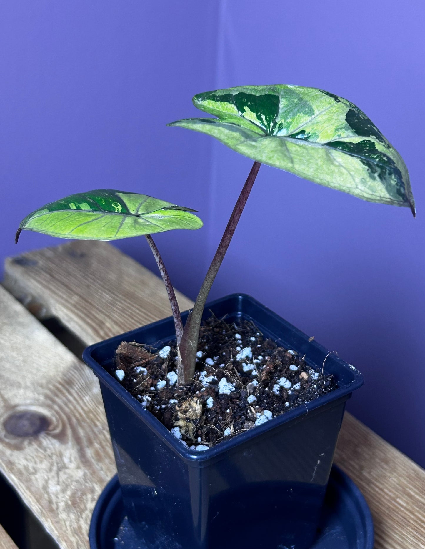 Alocasia Yucatan Princess variegata - S