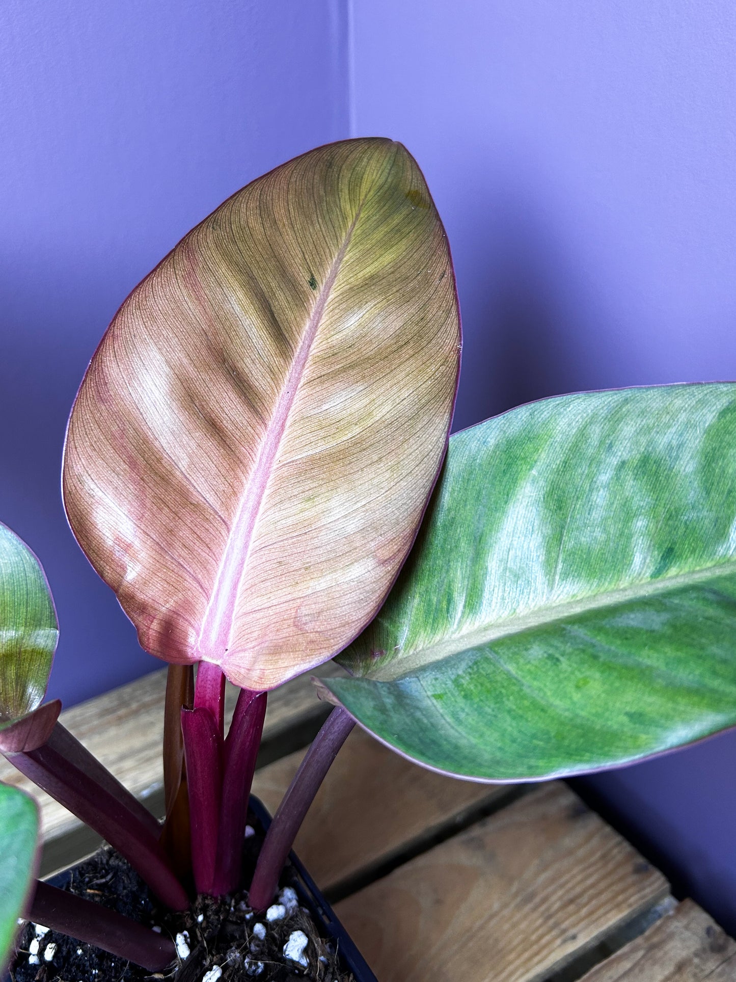 Philodendron Red Congo mint variegata 2 - XL