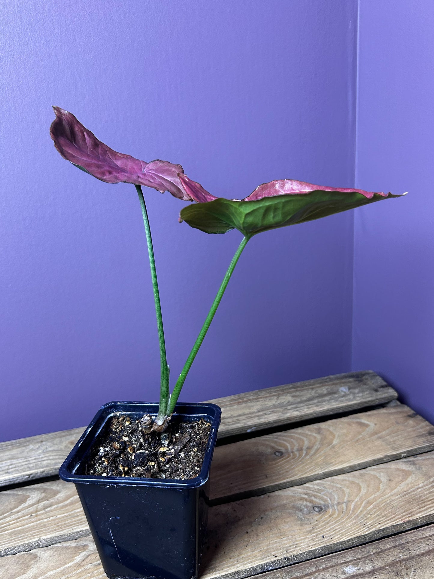 Syngonium Orm Nak Red