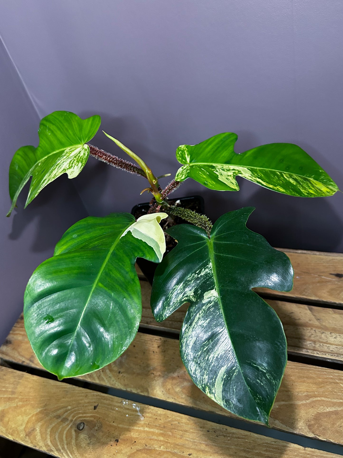 Philodendron Squamiferum variegata