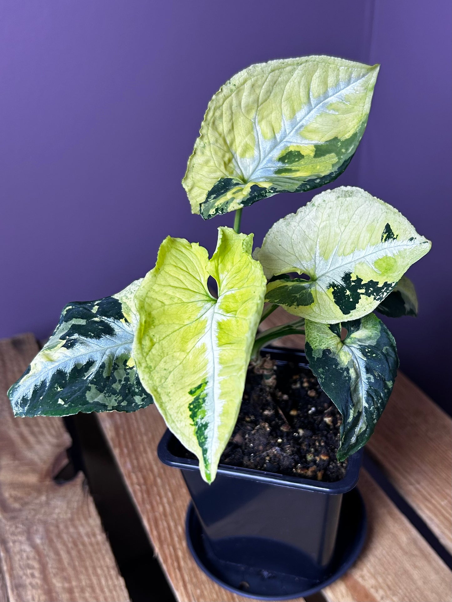 Syngonium Scrambled Eggs 2