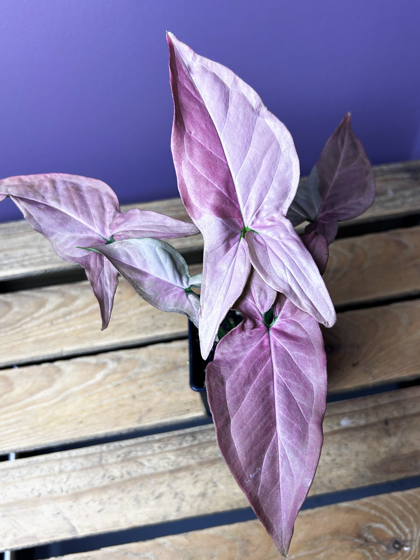 Syngonium Pink On Pink/POP 2