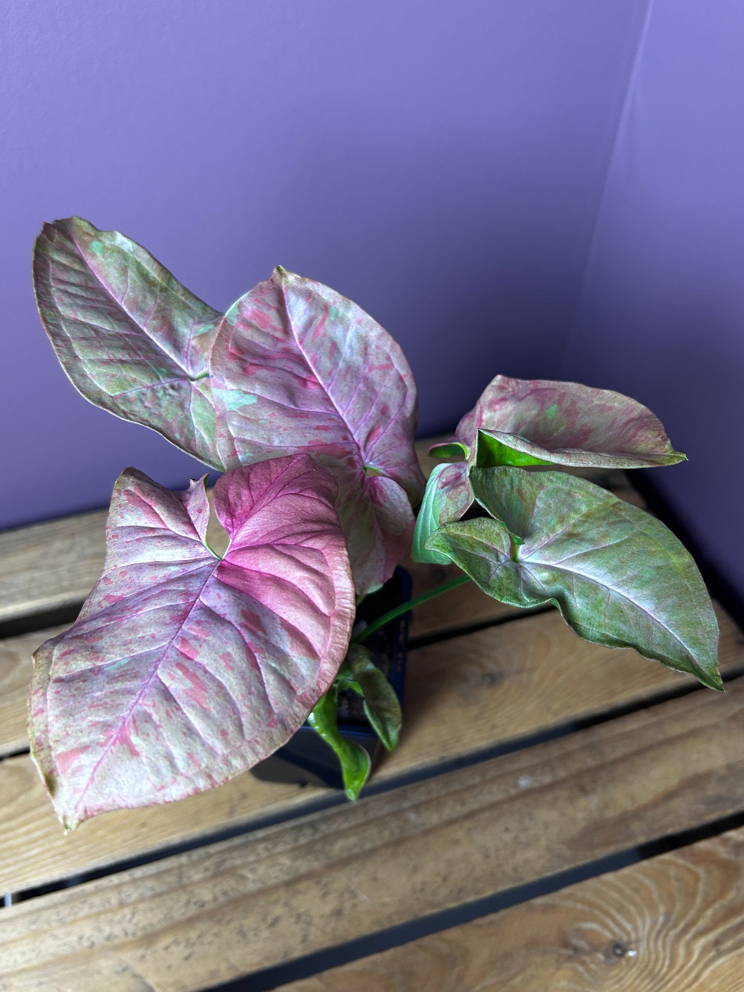 Syngonium Pink Cloud