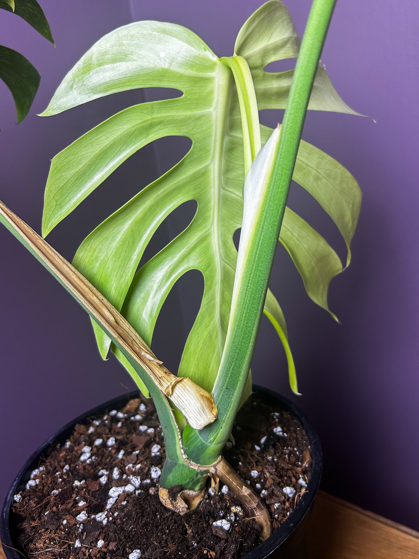 Monstera Jungle Mint