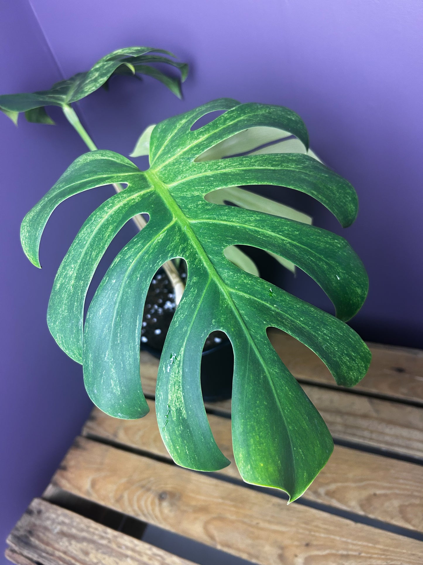 Monstera Jungle Mint