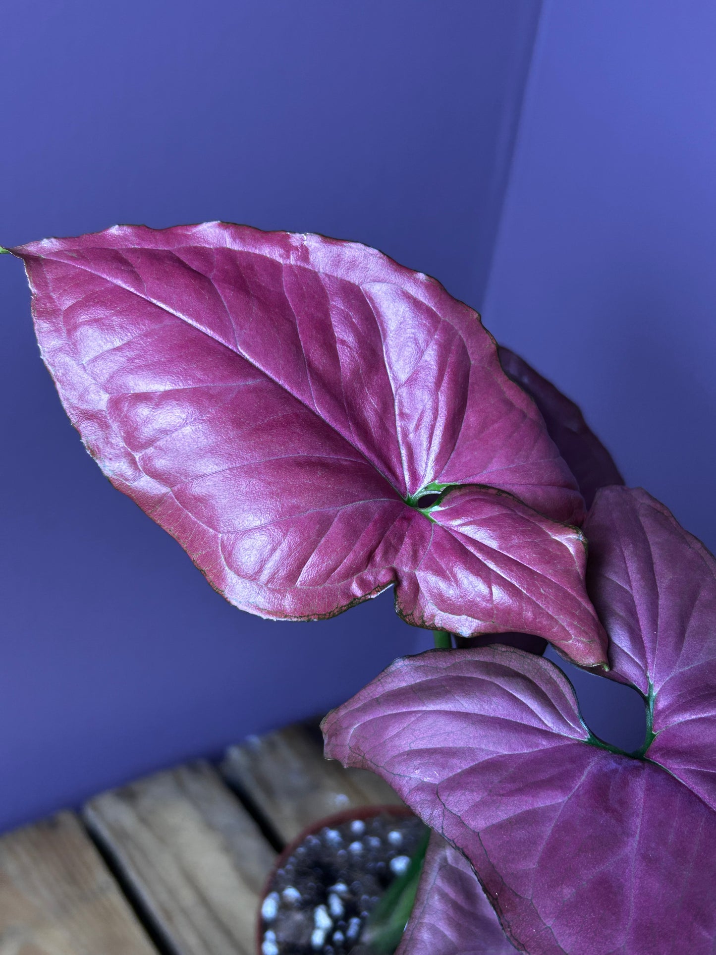 Syngonium Orm Nak Red