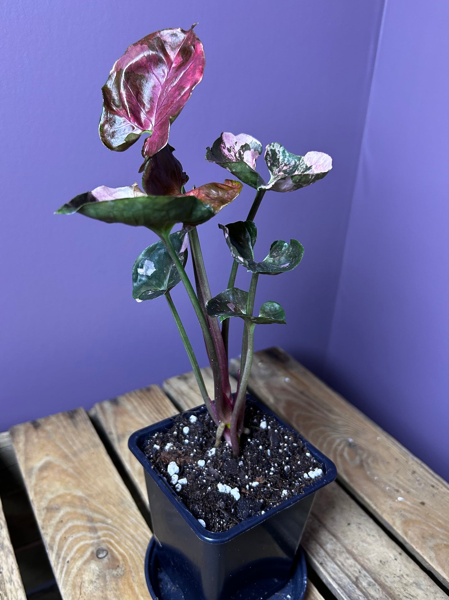 Syngonium Strawberry Ice Galaxy 5