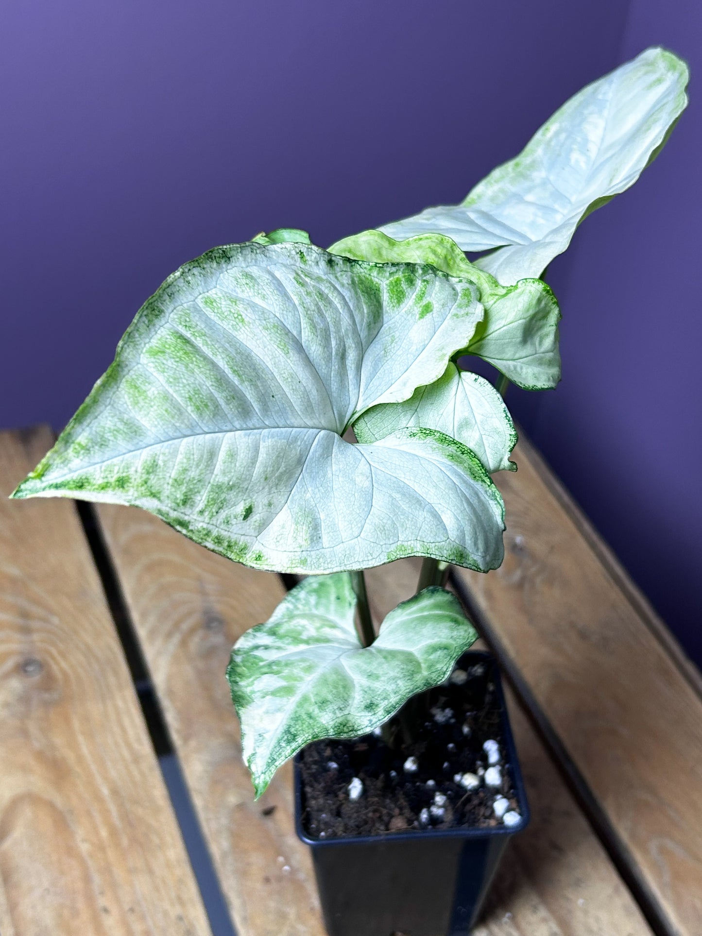 Syngonium White Butterfly variegata