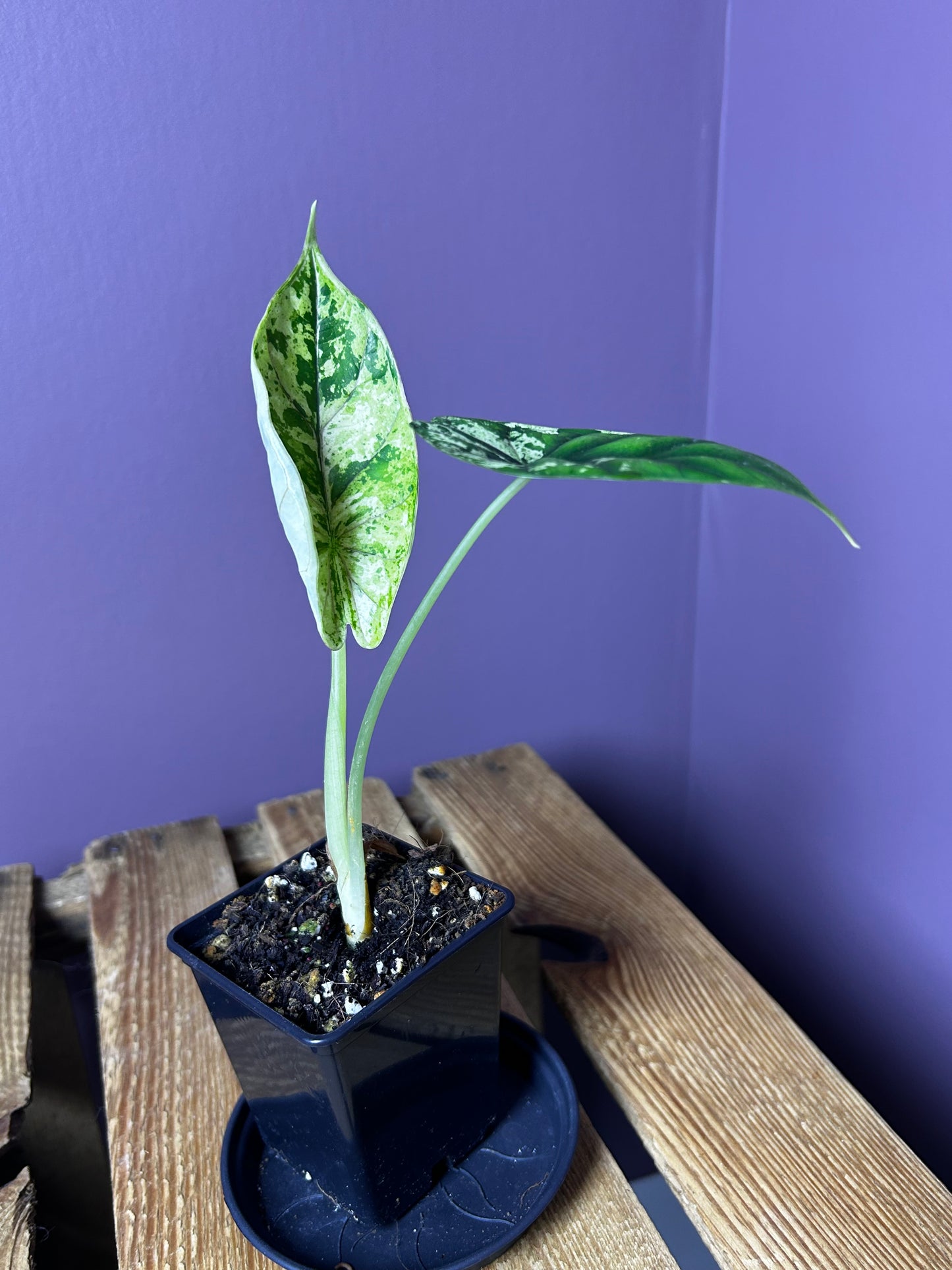 Alocasia Dragonscale Mint variegata