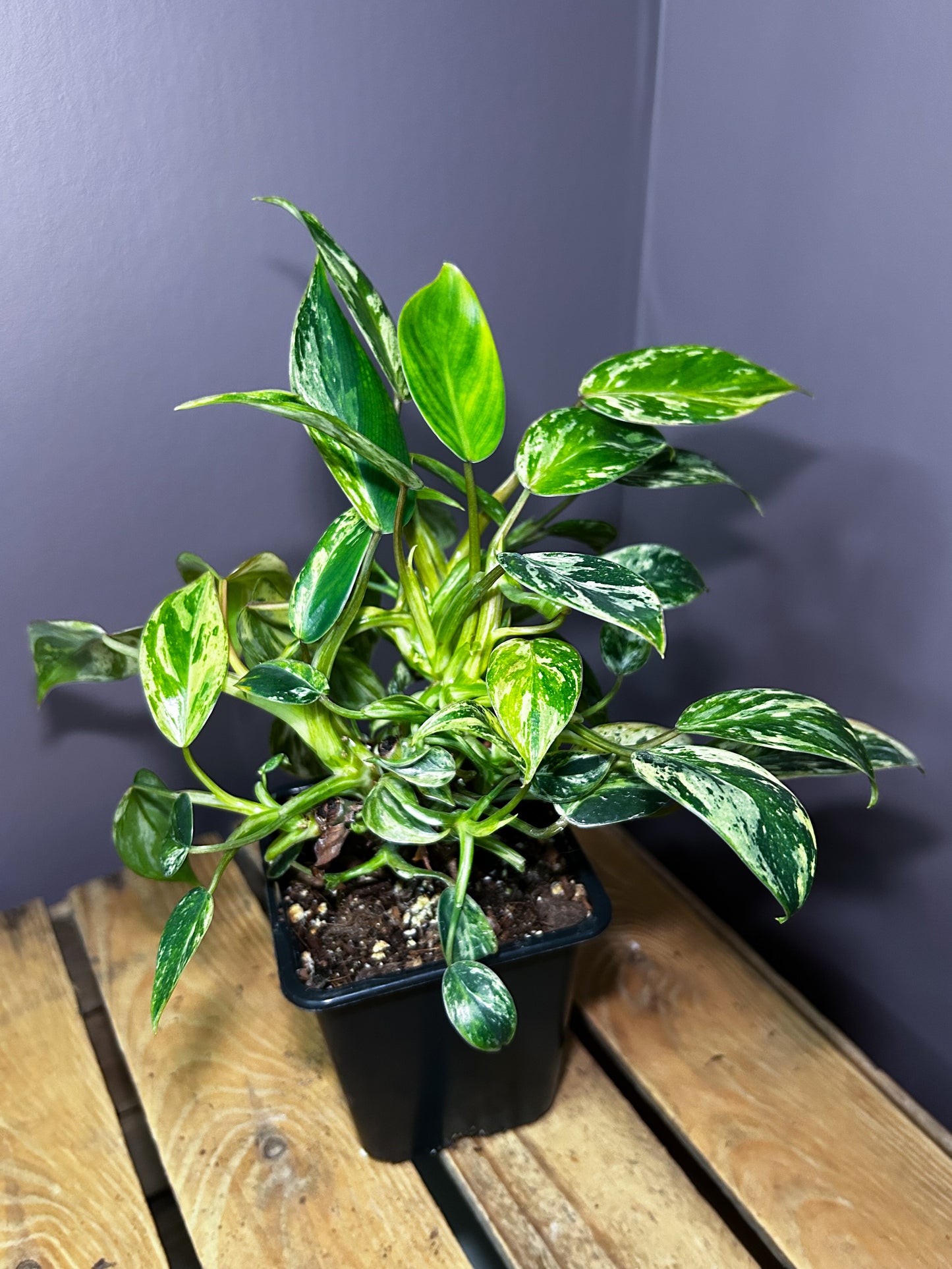 Philodendron Emerald Ice